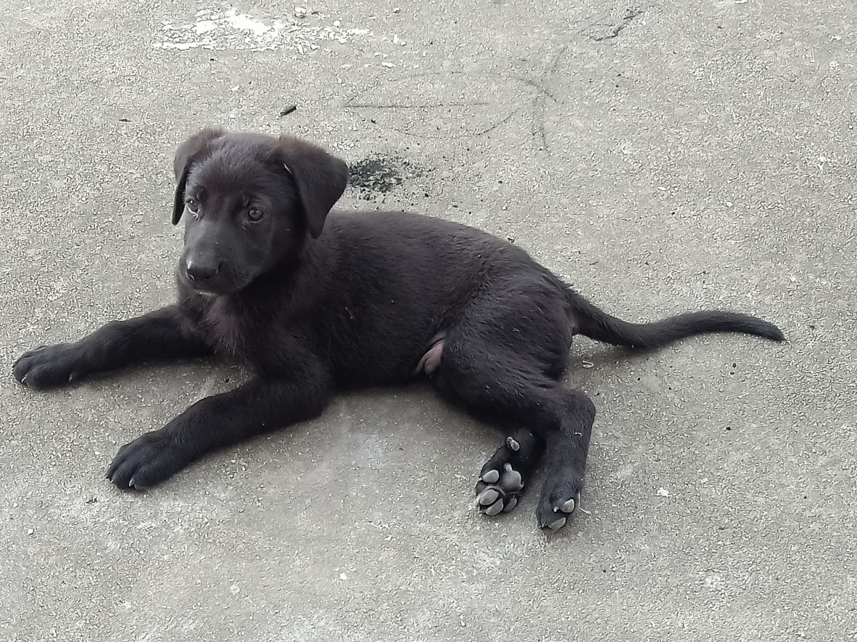 我这条,是黑狼犬呢,还是拉布拉多呢.好烦.