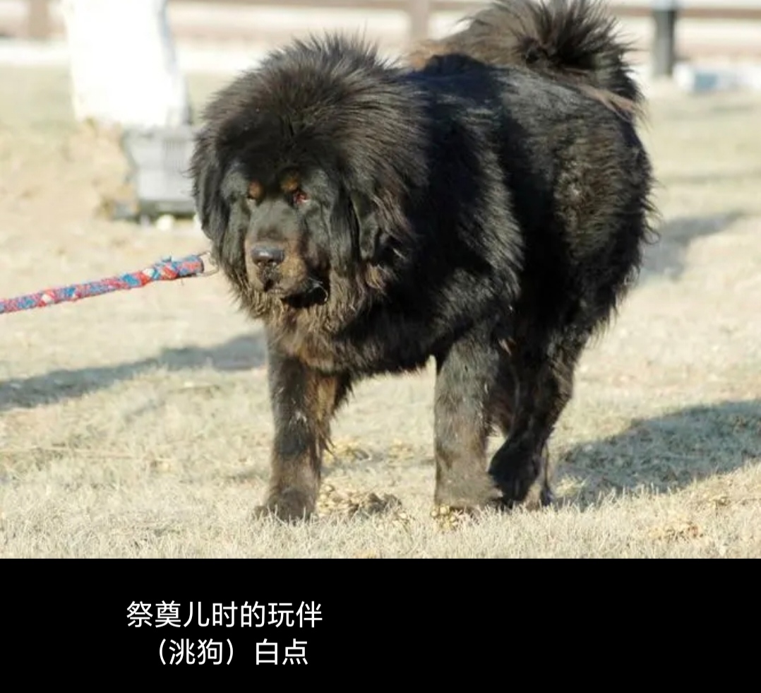 甘肃本地犬种图片