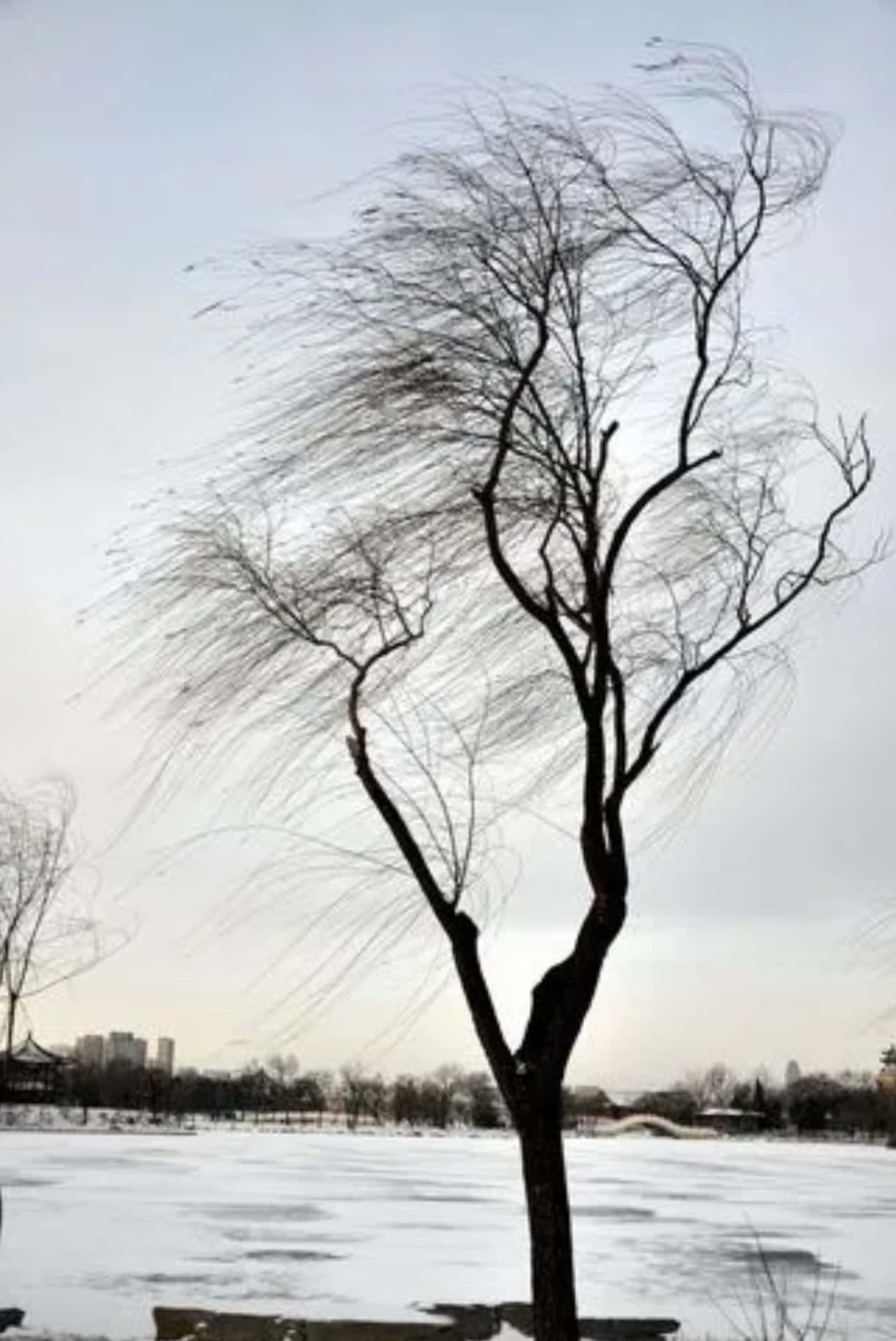 段二: 寒风呼啸过, 冻树压弯弓