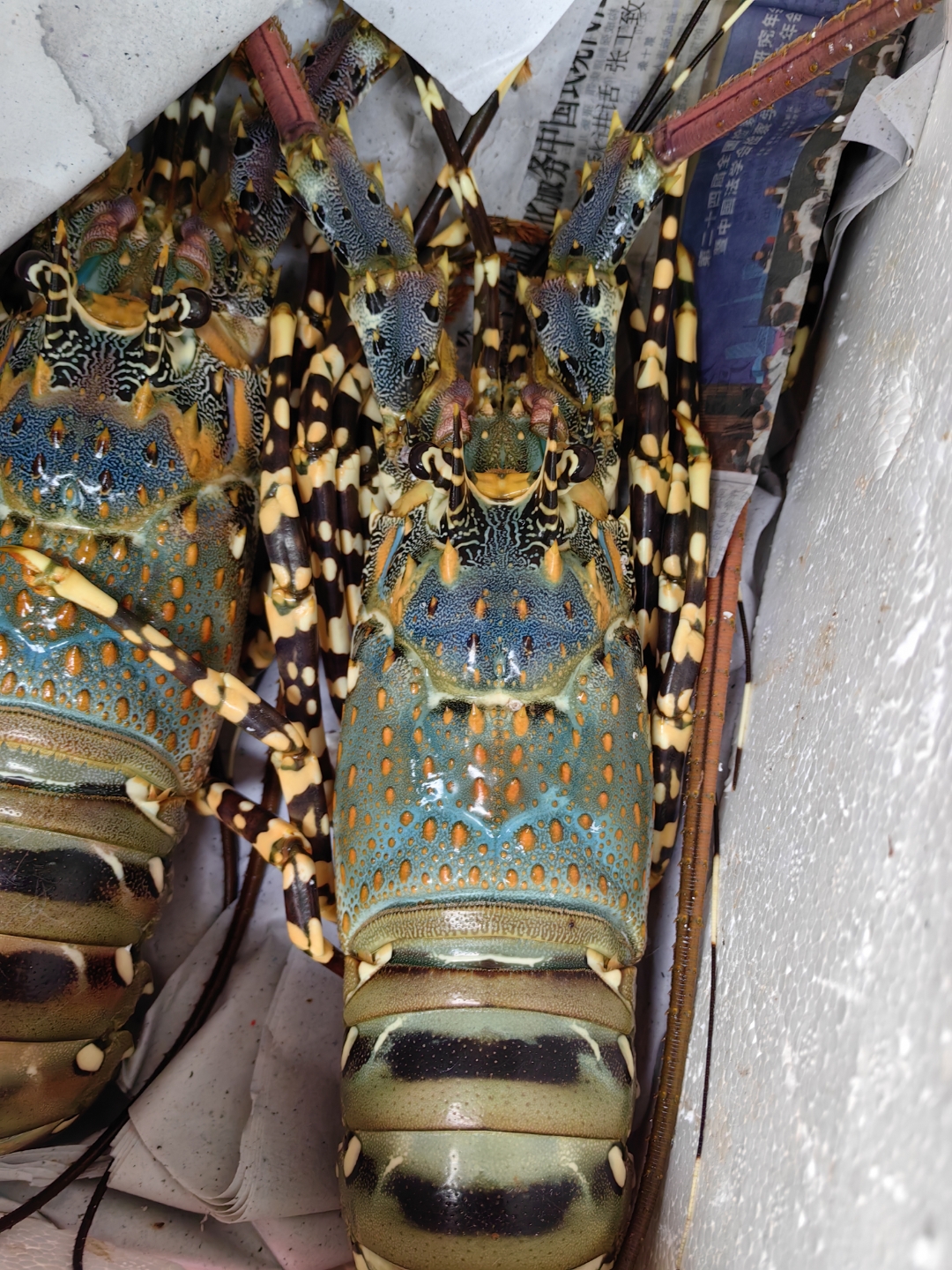 梦幻般的橙色与蓝色交织,一只龙虾静静地躺在冰块之中,仿佛诉说着海洋