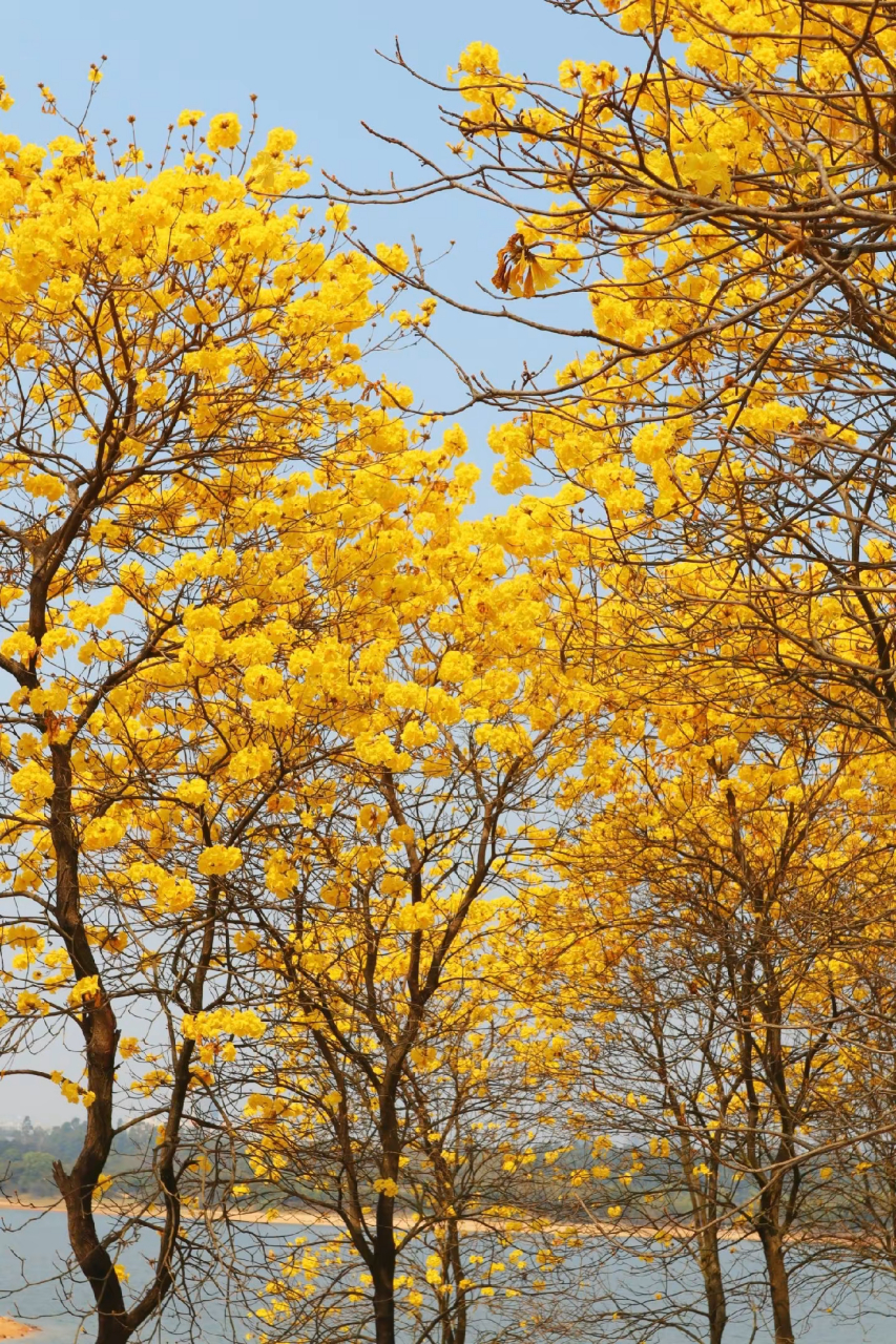 旅游攻略#东莞赏花|松山湖的黄花风铃木开了~  【门票】 [赞啊]无
