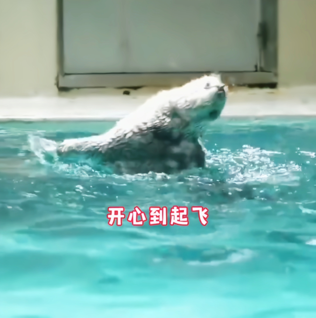 好可爱的海獭,饲养员跟它用玩具换贝类,玩具全交了也没给贝类,不可
