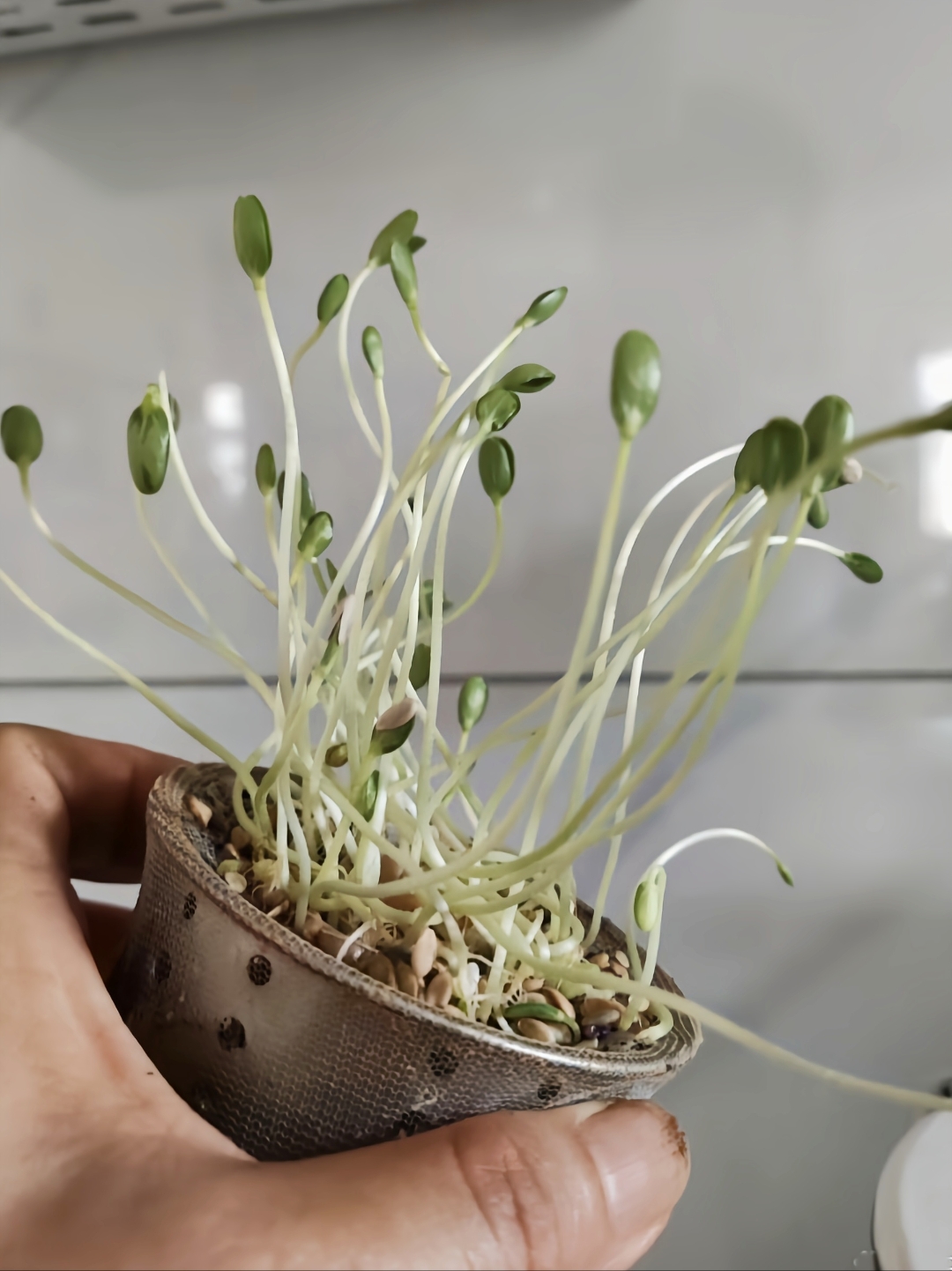 出去玩了几天,回到家来一看,水槽滤网绿油油的,芽都七八公分高了,生命