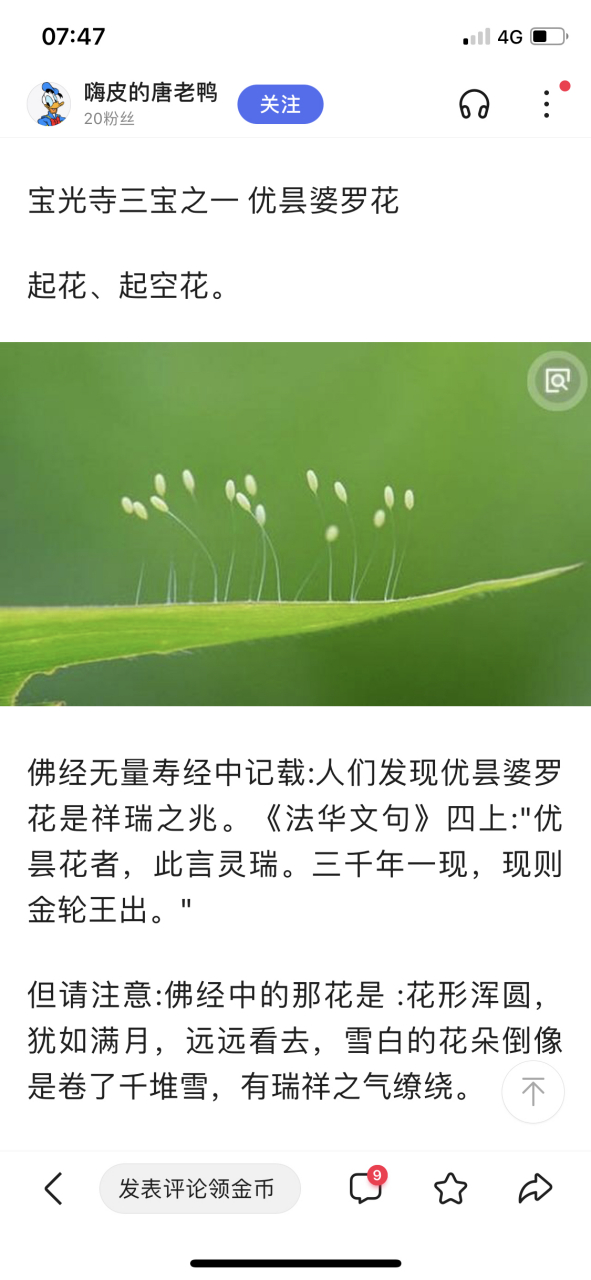 优昙婆罗花 家里发现了一朵祥瑞之花,感恩[祈福][祈福][祈福]#优昙婆