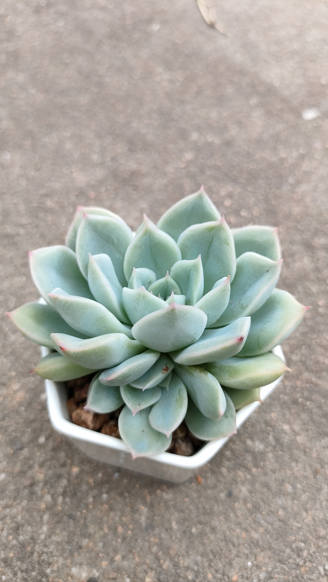 淋完雨的多肉[棒棒糖]