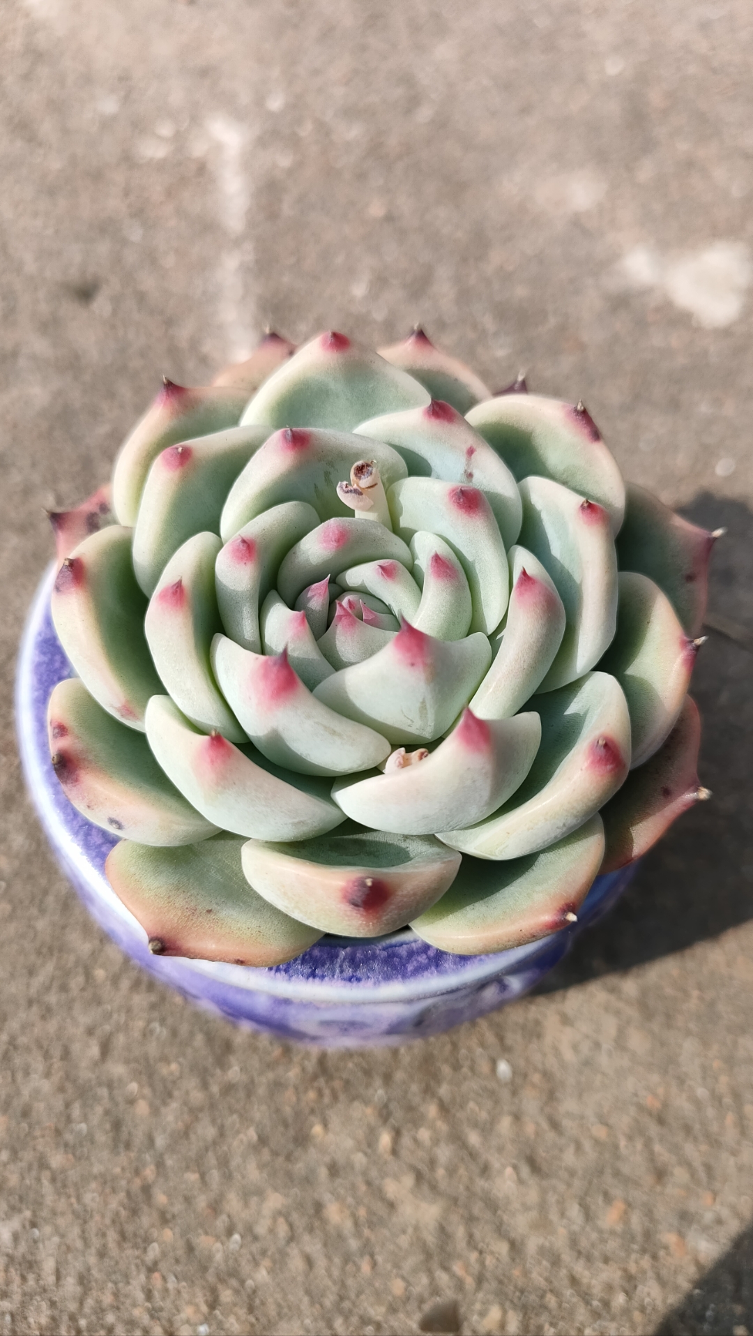 三月的多肉[棒棒糖]