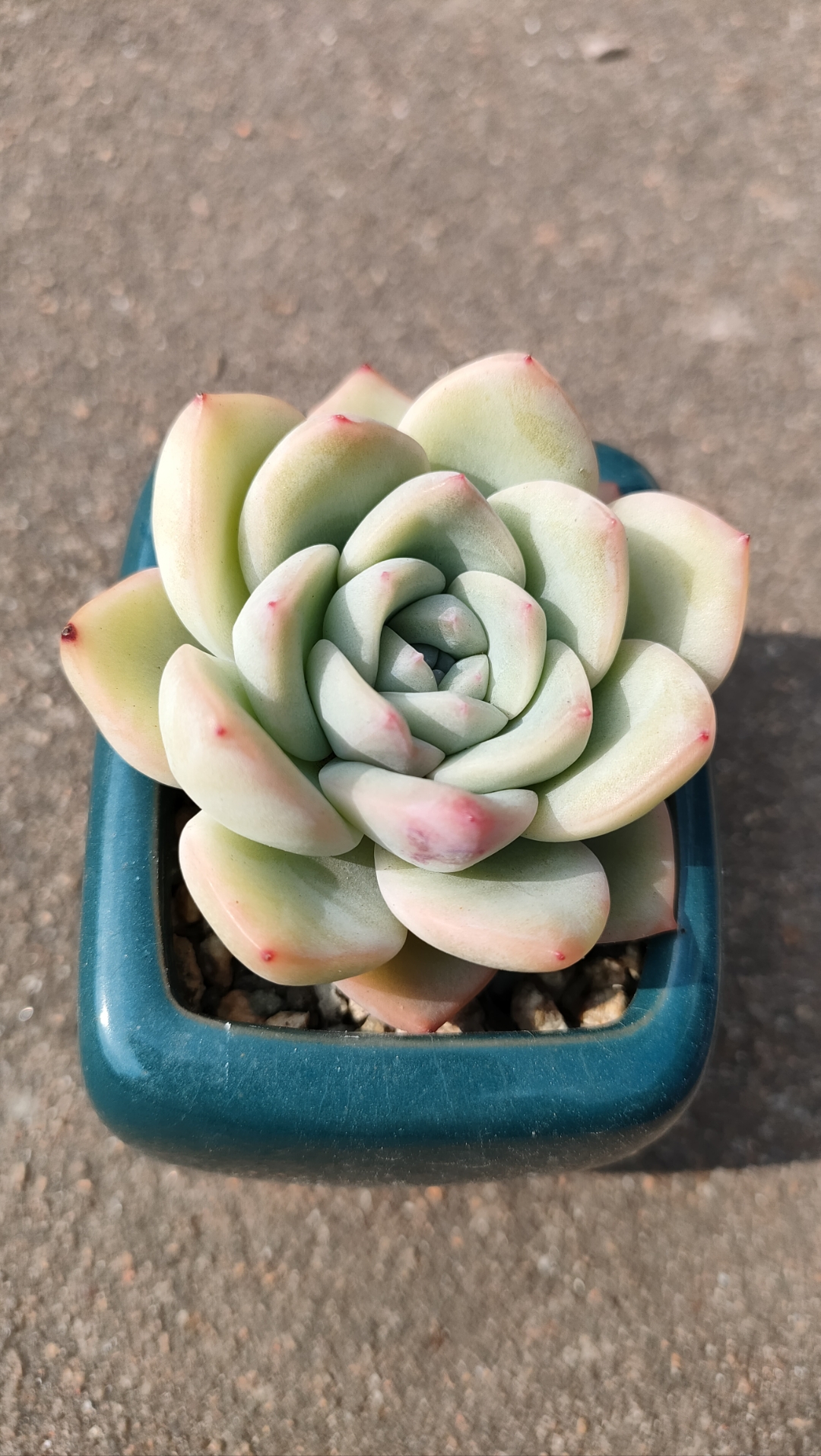 三月的多肉[棒棒糖]