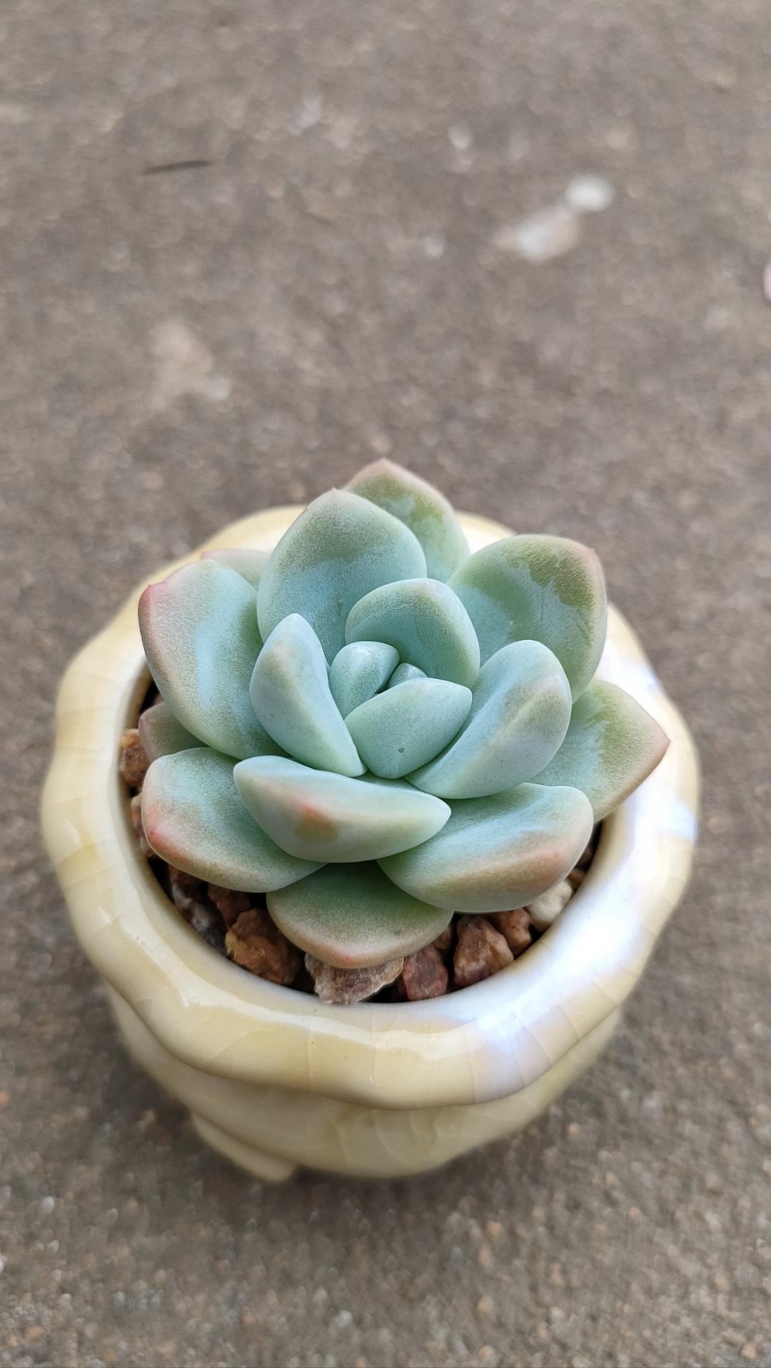 淋完雨的多肉[棒棒糖]