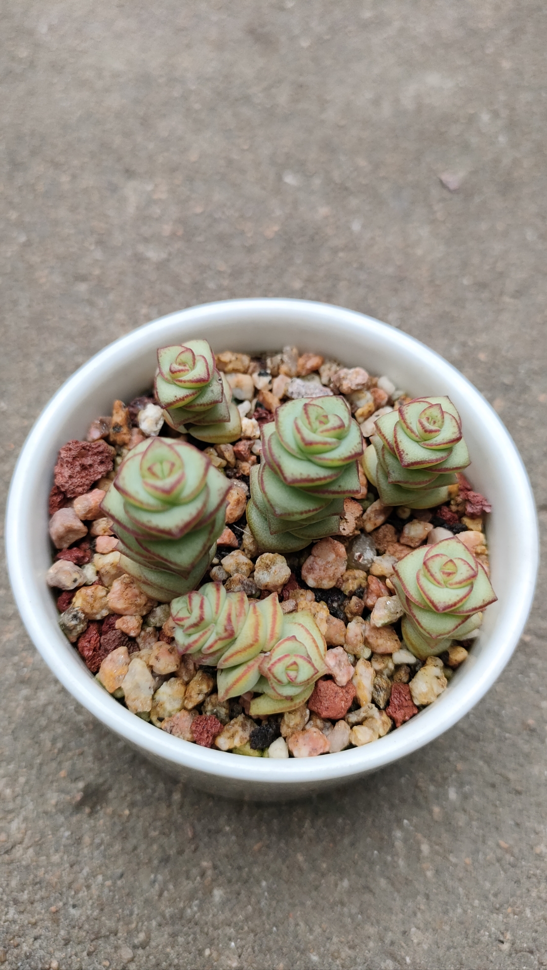 淋完雨的多肉[棒棒糖]