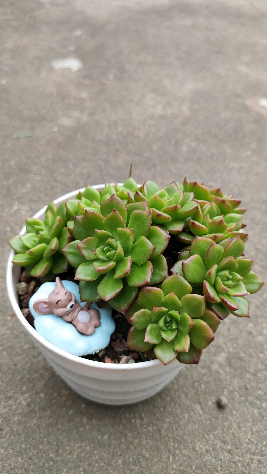 淋完雨的多肉[棒棒糖]