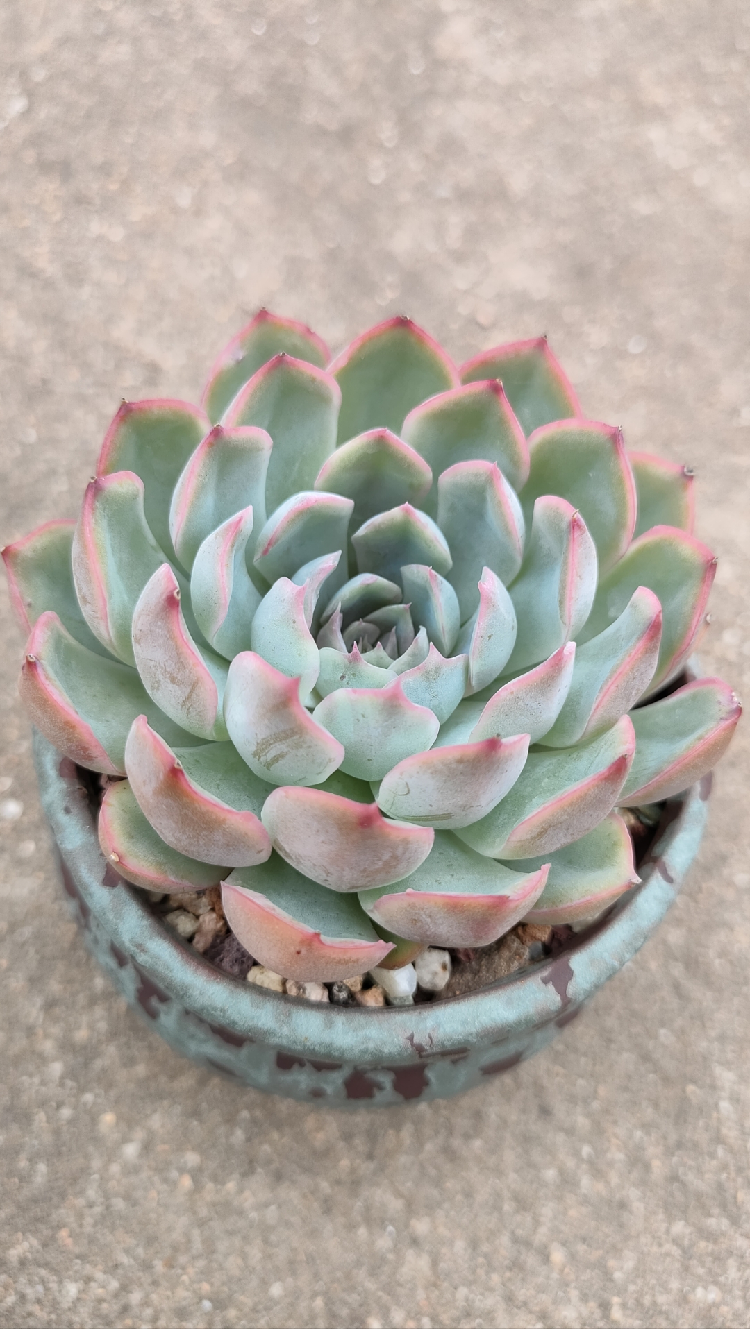 淋完雨的多肉[棒棒糖]