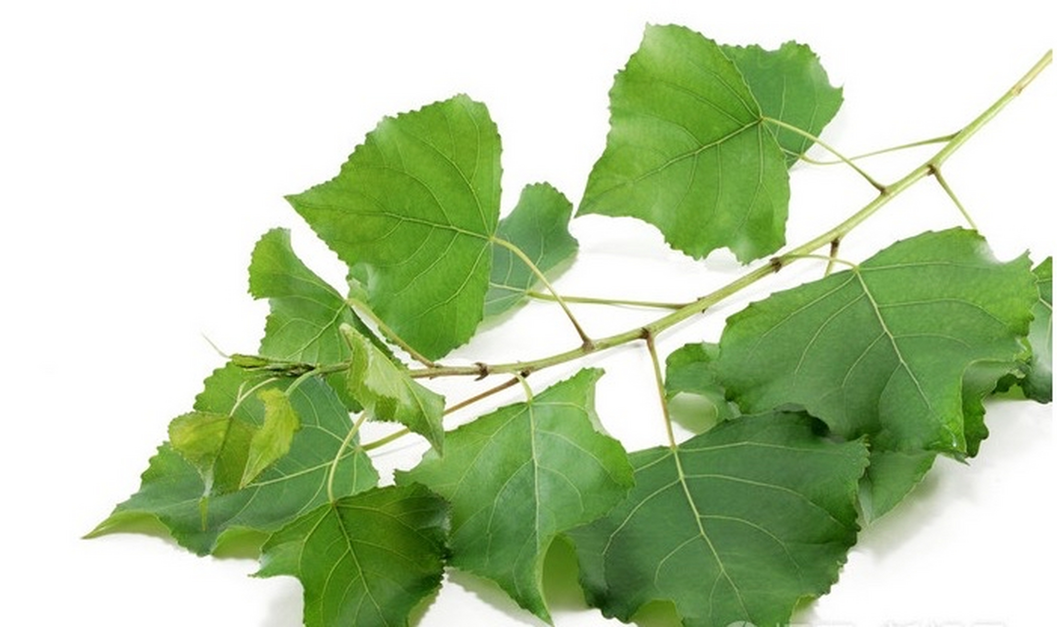 杨树叶子居然可以吃,长这么大第一次听说.