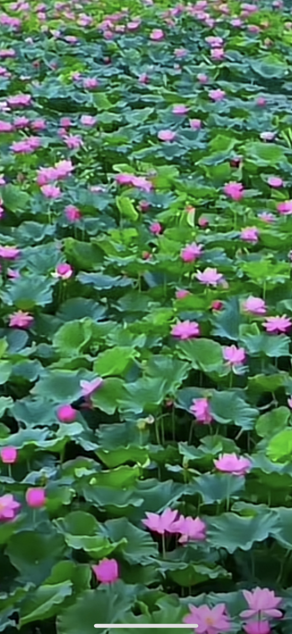 红花配绿叶95 养了眼醉了心.