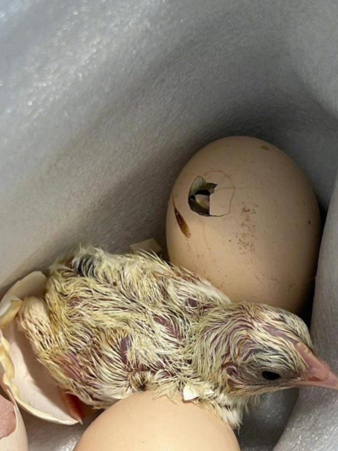 孩子奶奶费心思用母鸡孵了一窝鸡蛋,眼瞅着到时间