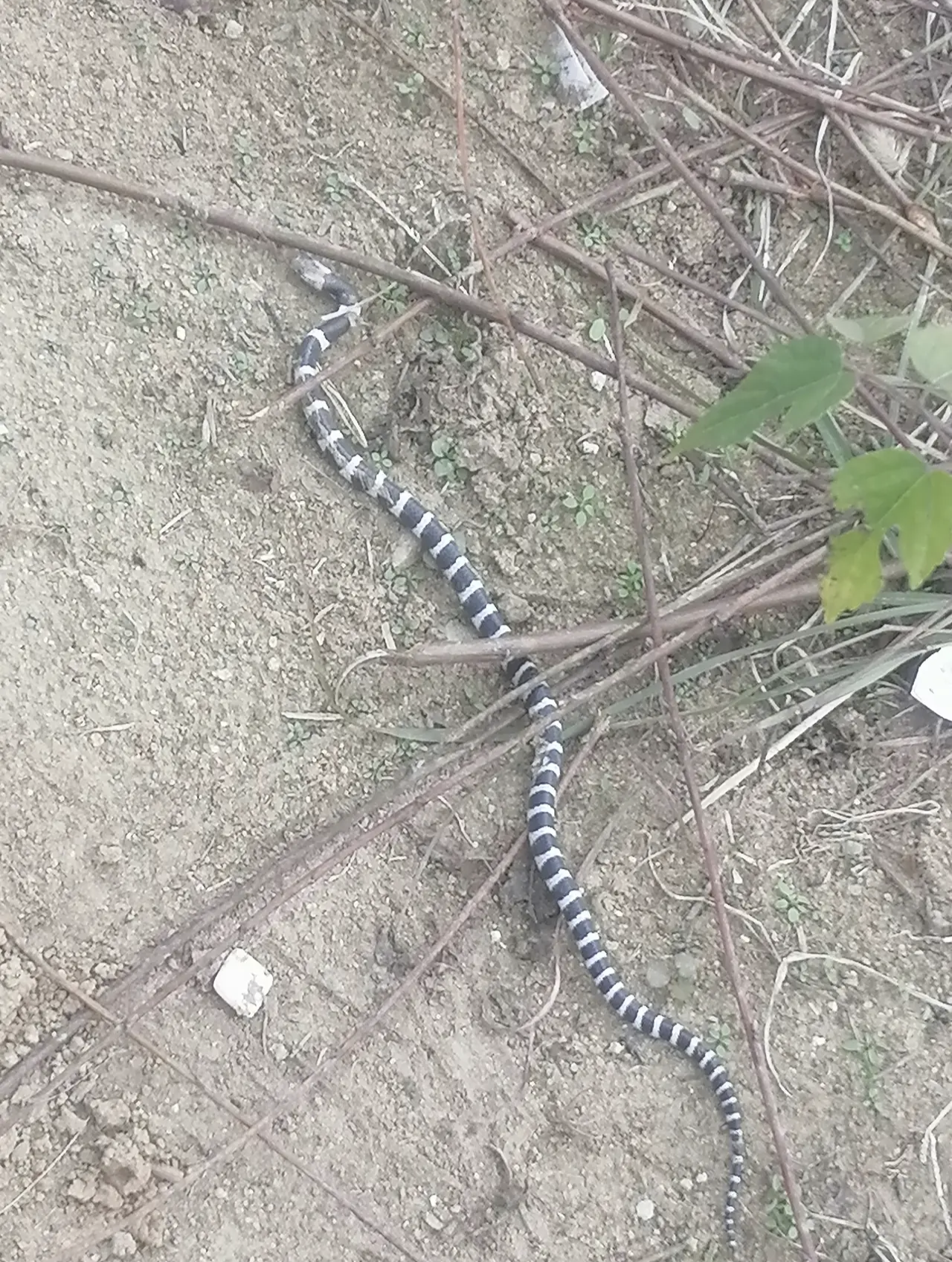 这是什么蛇?一节黑的一节白的.