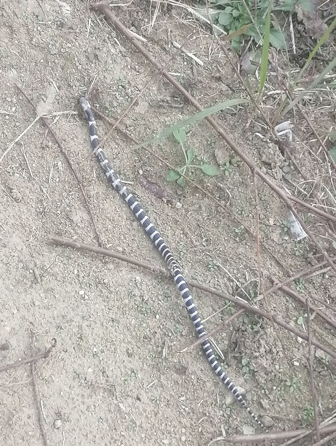 这是什么蛇?一节黑的一节白的.