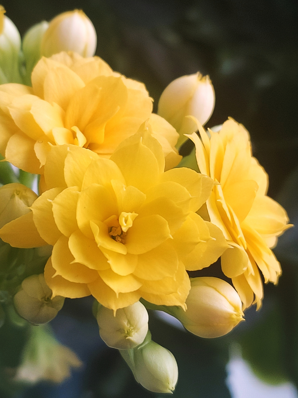 盛开的黄色长寿花,它是什么品种呢?