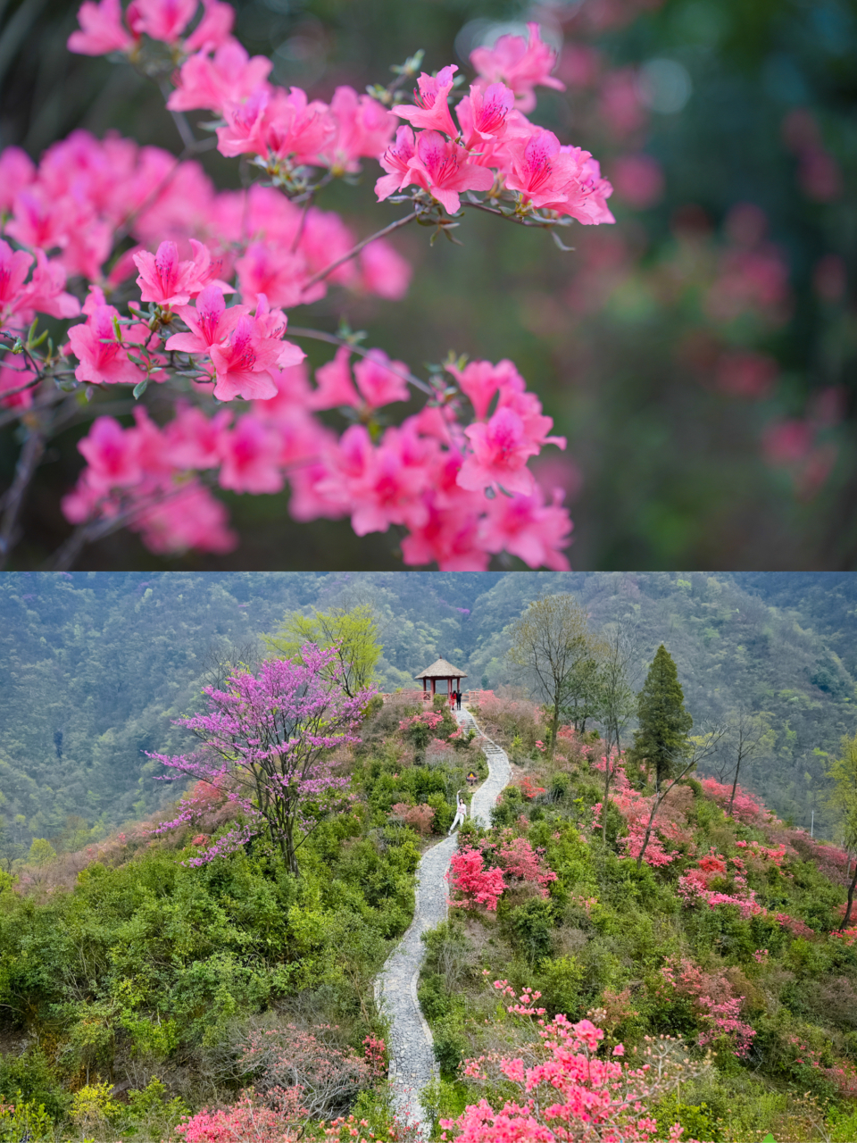 在金寨县铁冲乡境内望杜鹃花,春花,油菜花的开放,引来众多游客来踏春