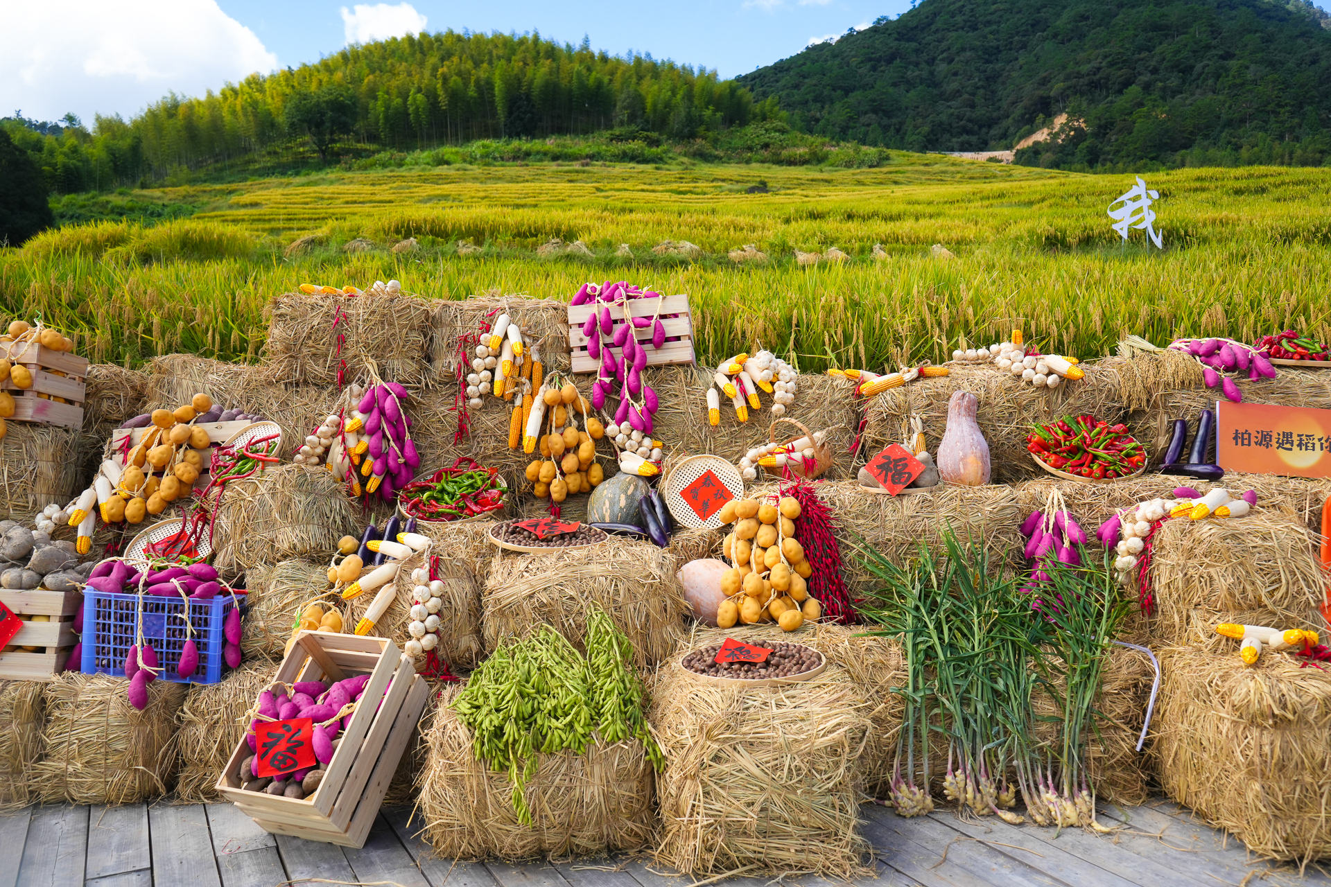 春播一粒粟,秋收万颗子,在这秋风送爽,五谷飘香的美好时节里,四季屏南