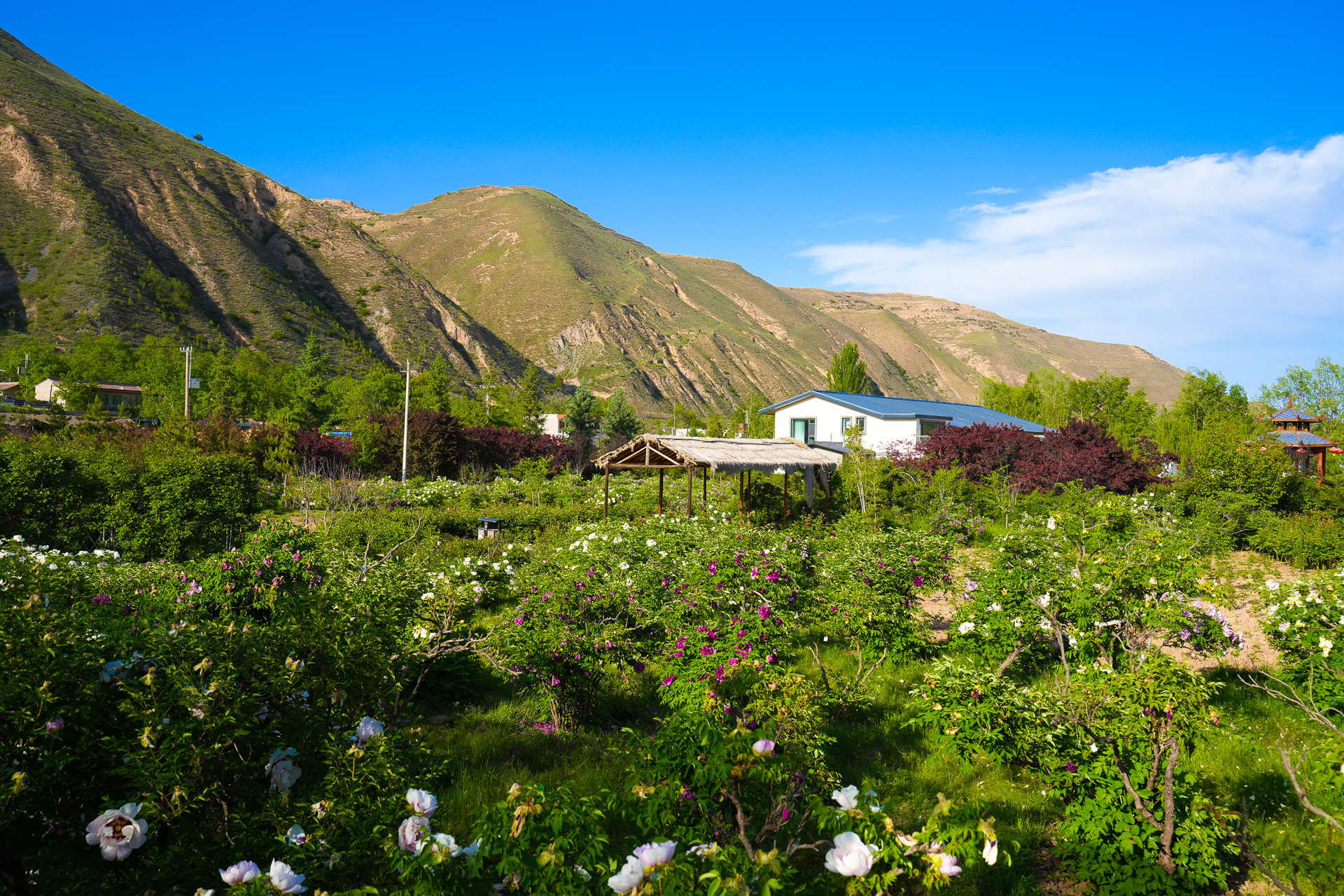 贵清山植物园离贵清山不远,走进植物园,各种花卉开满了整个园区,在