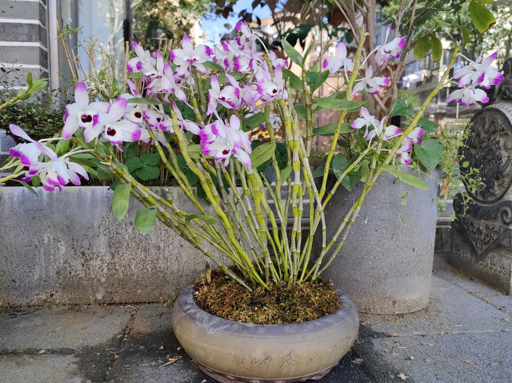 石斛,别名林兰,禁生