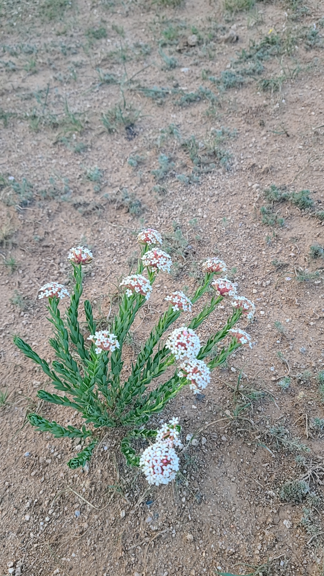 狼毒花.听说狼毒根能治疗部分癌症,谁知道了?科普一下.