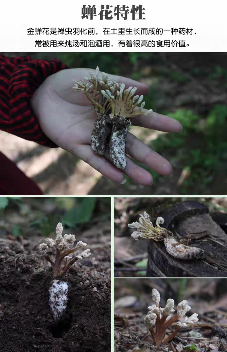大别山区野生金蝉花,全部都是竹林里面的,数量有限,喜欢的联系我.