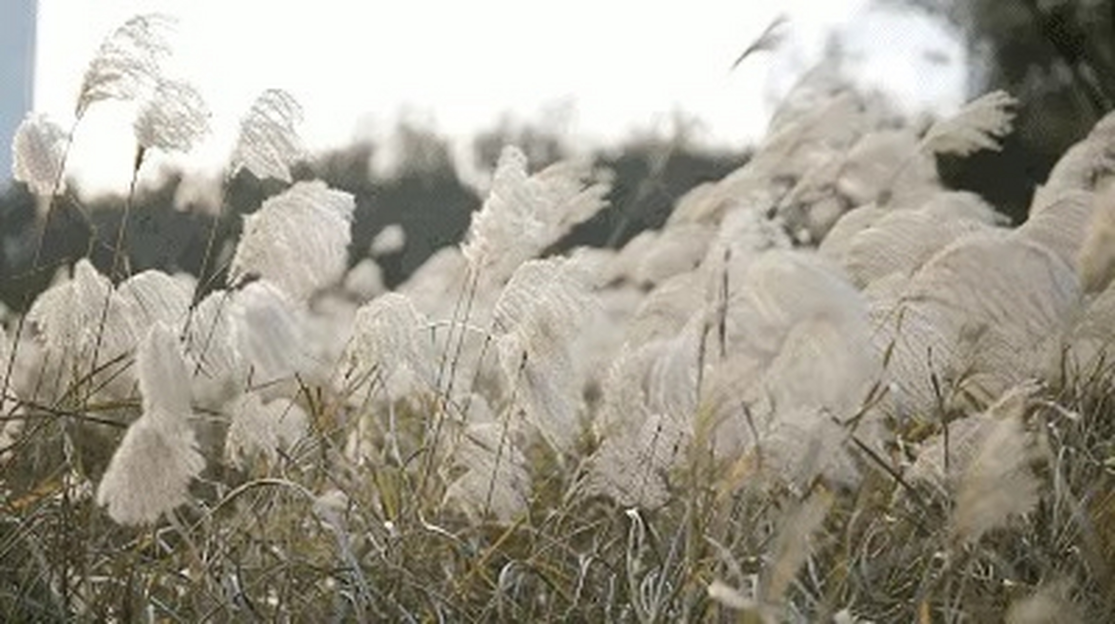 上联:夕阳送雁白荻伴 下联:有请才子佳人?