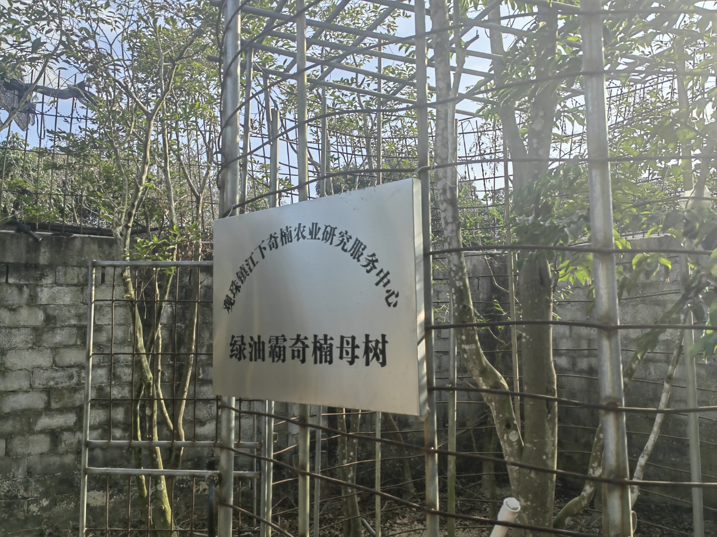 绿油霸沉香奇楠母树