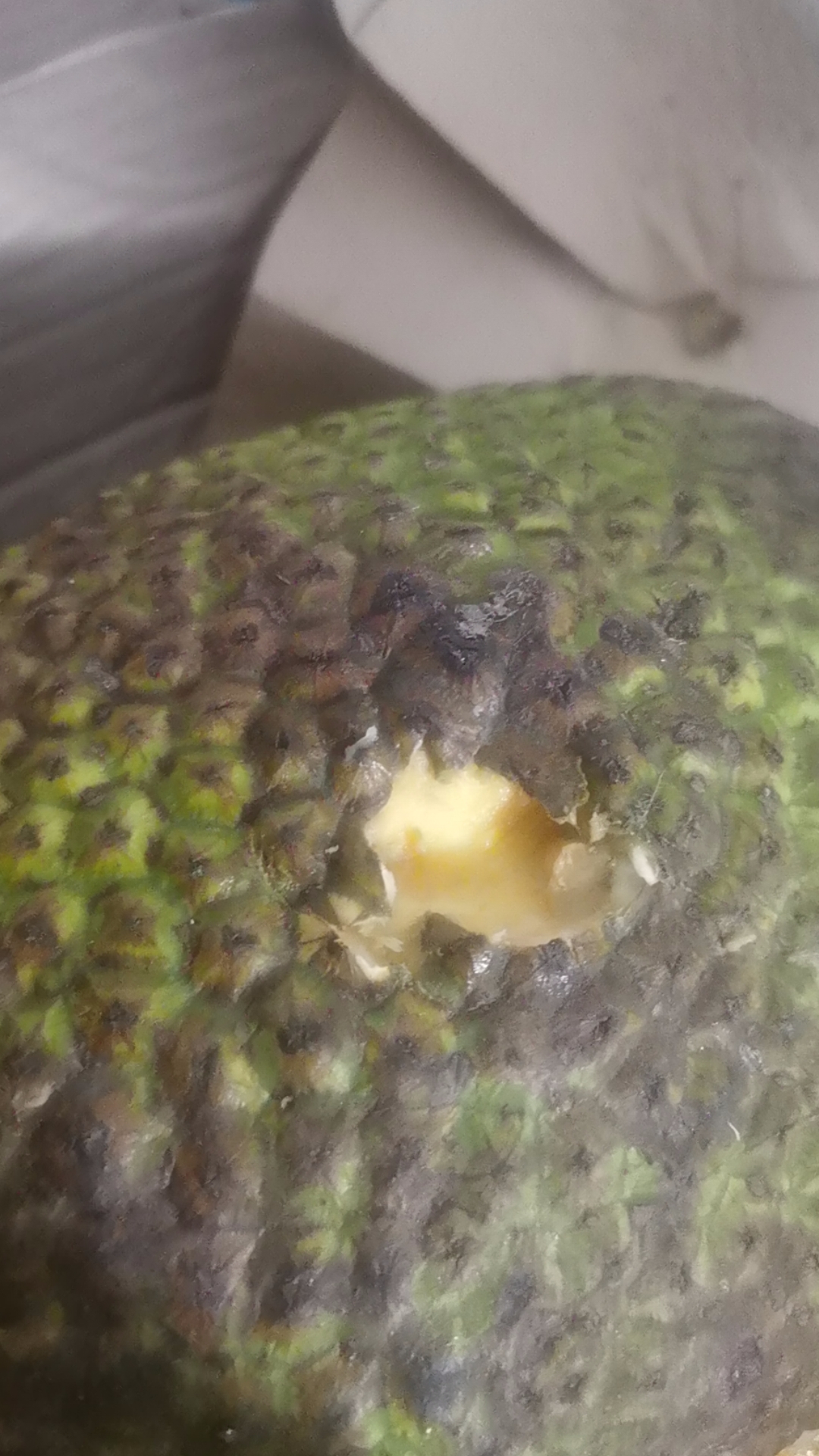 这就是多多买菜给发的菠萝蜜,都烂成这个样子了,申请退款还不成,说是