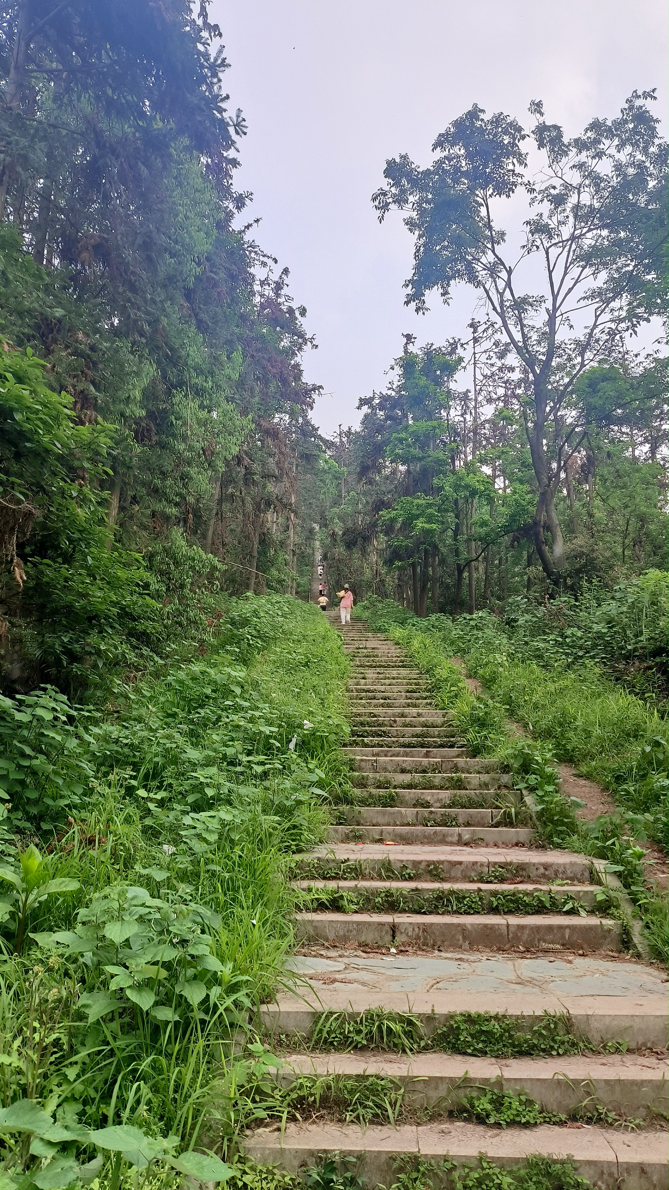 八分山多高图片