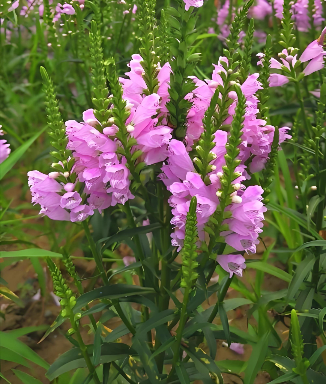 假龙头花 文/田园 紫衣仙女带神秘 路边起舞展身姿 清新脱俗绝世美 株