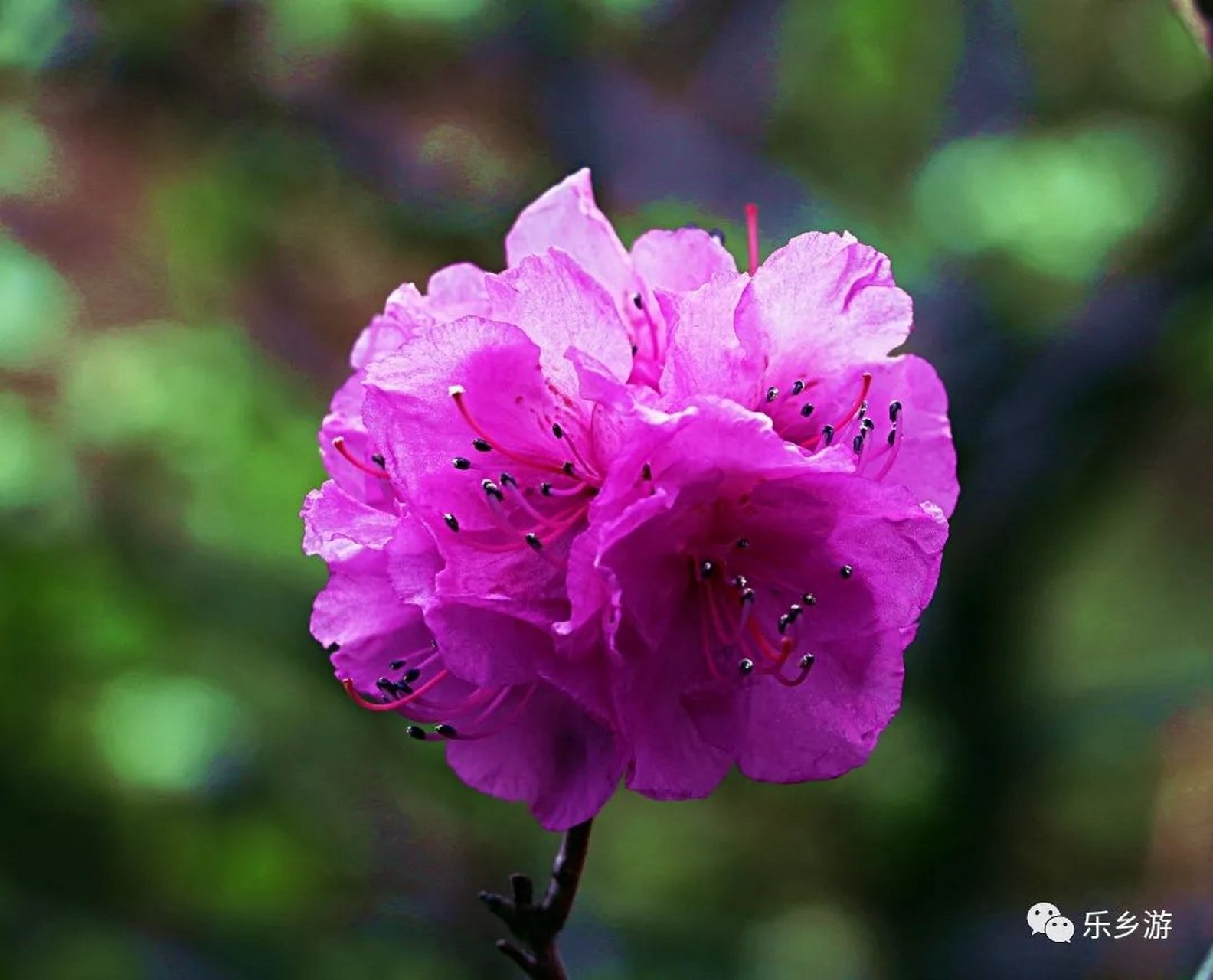 《蓝墐花 文/田园 蓝墐开遍山岭坡 花朵好比紫蓝蝶 山有灵气花独特