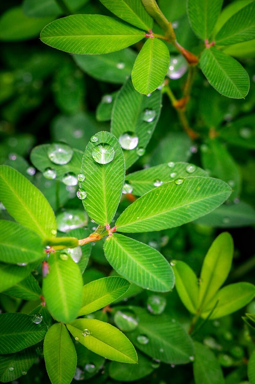 喜降春雨 文/田园 细雨滋润万物心 春旱难求贵雨淋 风唤大地生祥云 雨