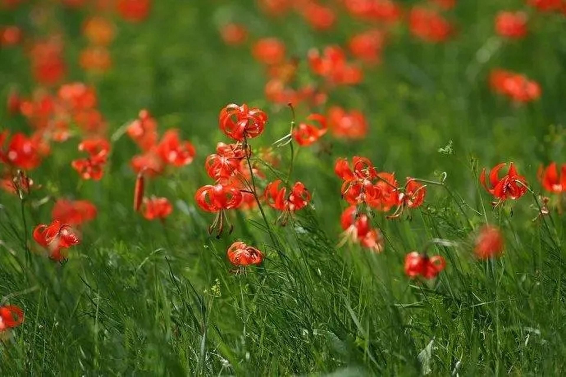 山丹花 文/田园 山丹花开红鲜艳 钟状饱满瓣柔软 喜爱温湿生长地 独特