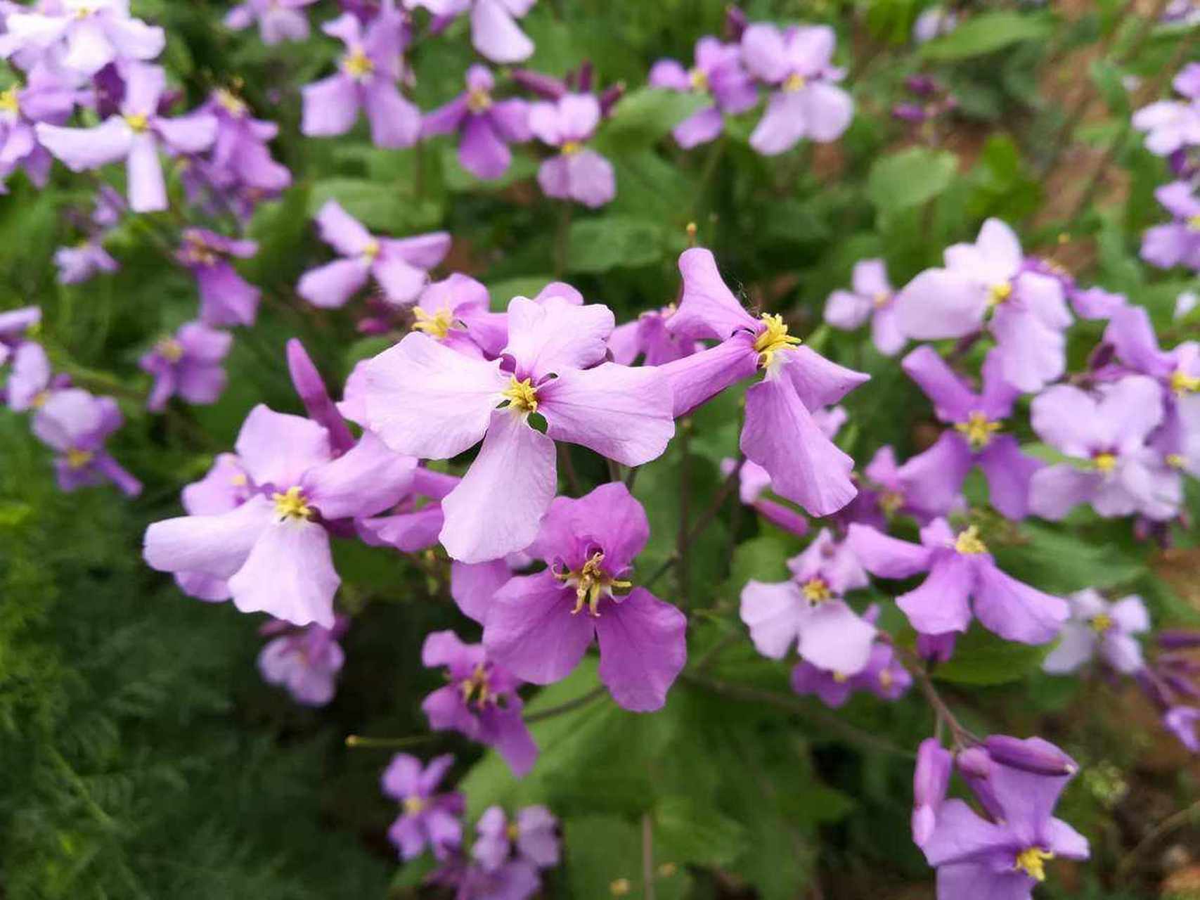 诸葛菜雄蕊类型图片