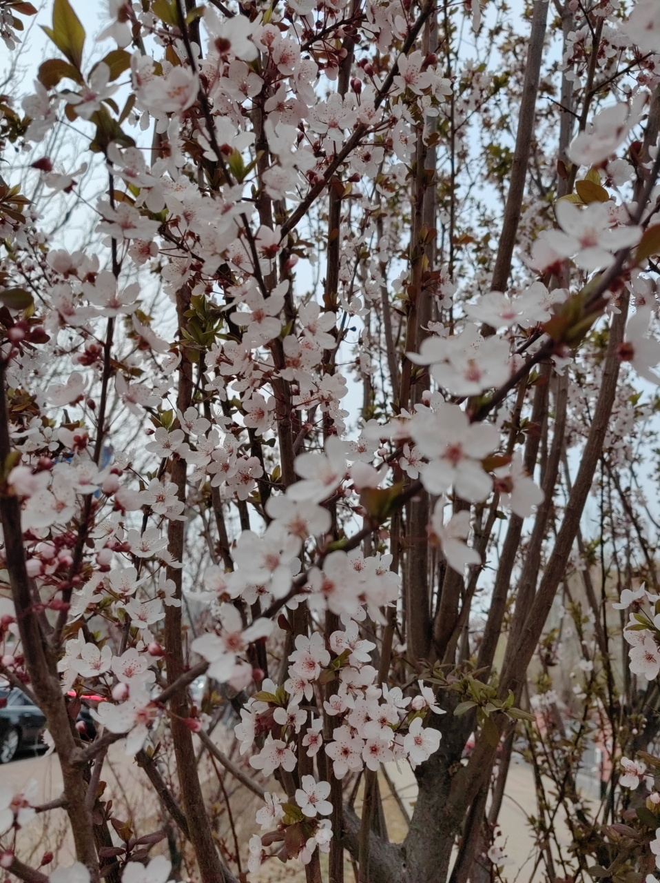 樱桃李花图片