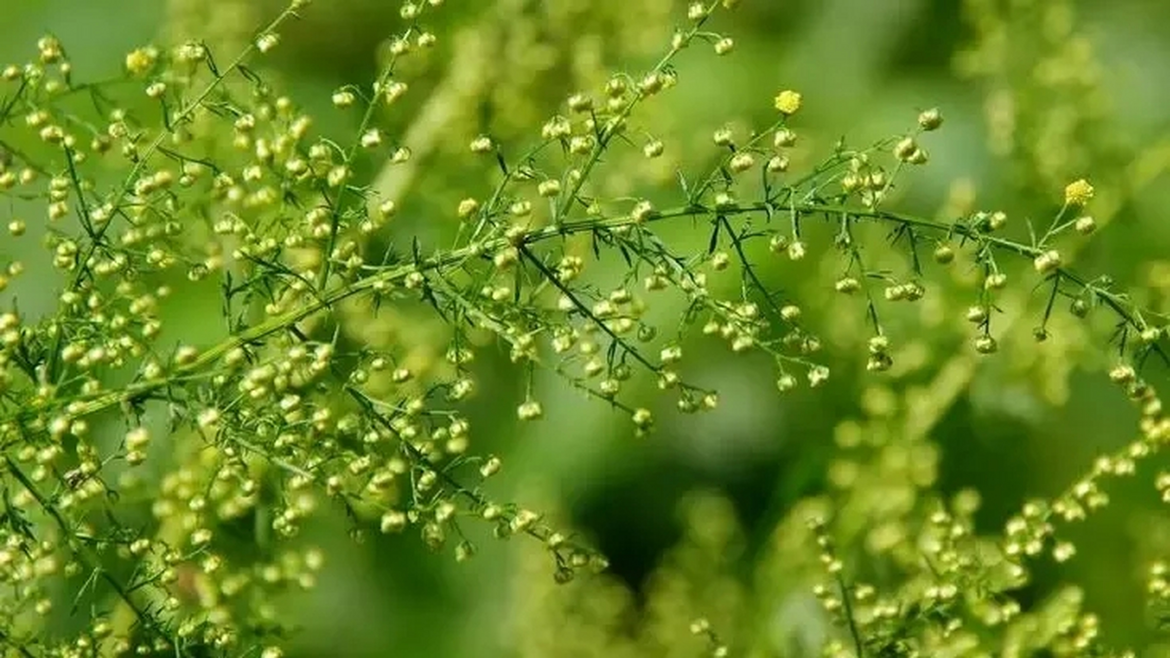 黄花蒿开花图片