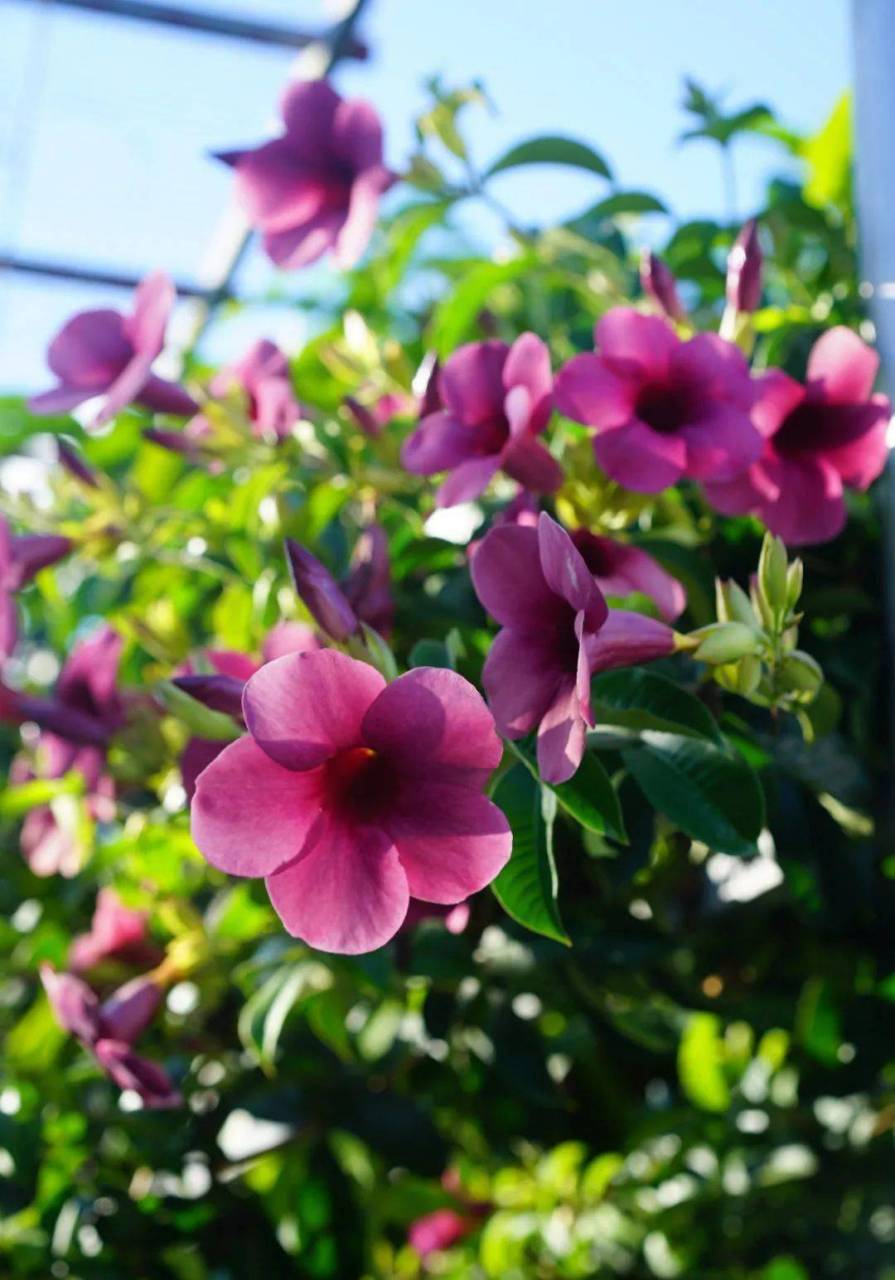 紫蝉花 文/田园 豆沙红色形漏斗 绿蔓偏爱院墙头 春夏花期观赏长 五朵