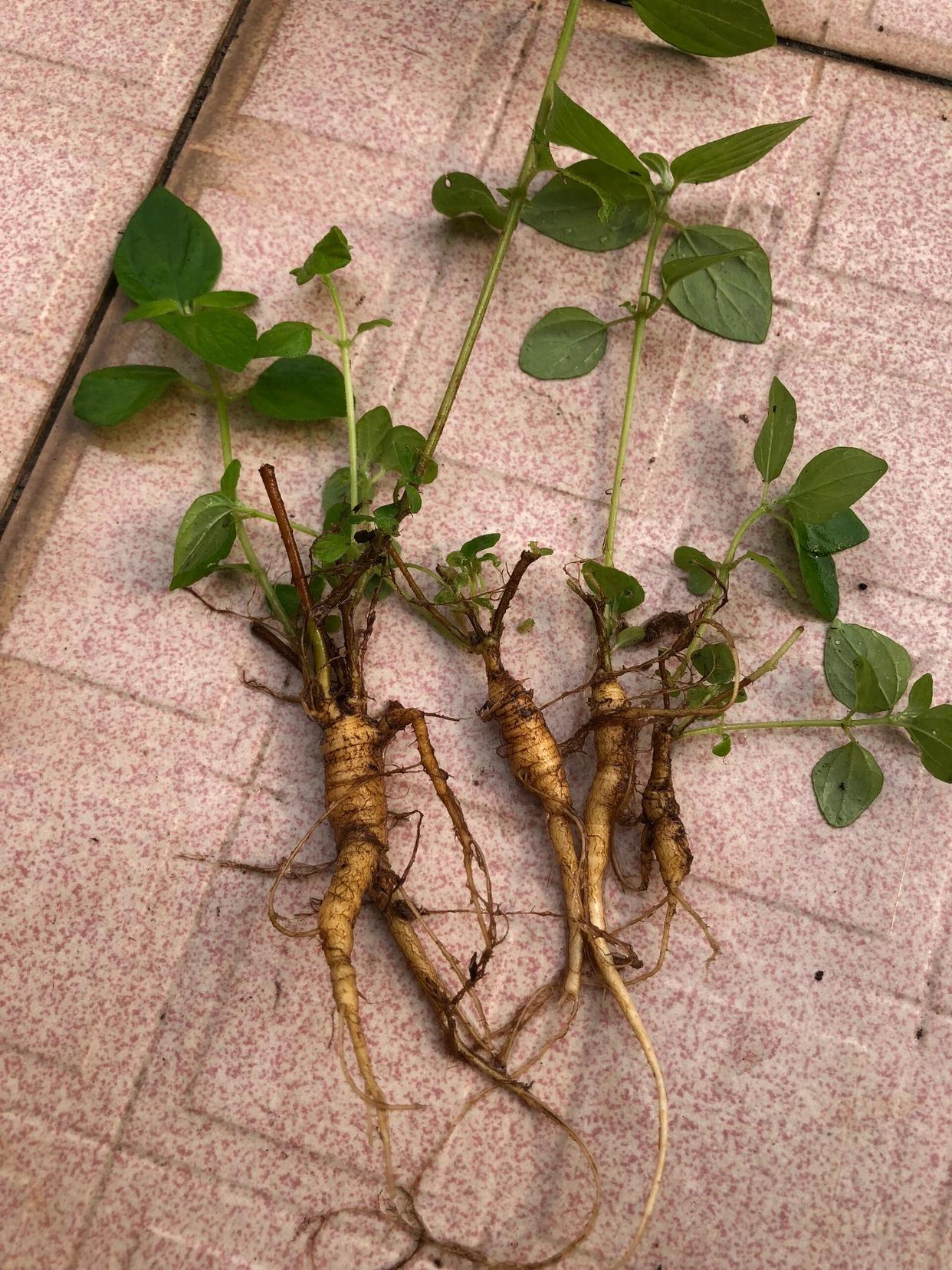 是从自家菜园子里发出来的,也不知道是什么植物,样子跟人参长得太像了