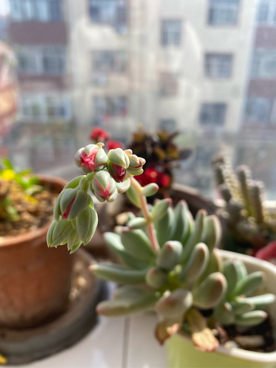 我的青星美人开花了,好漂亮