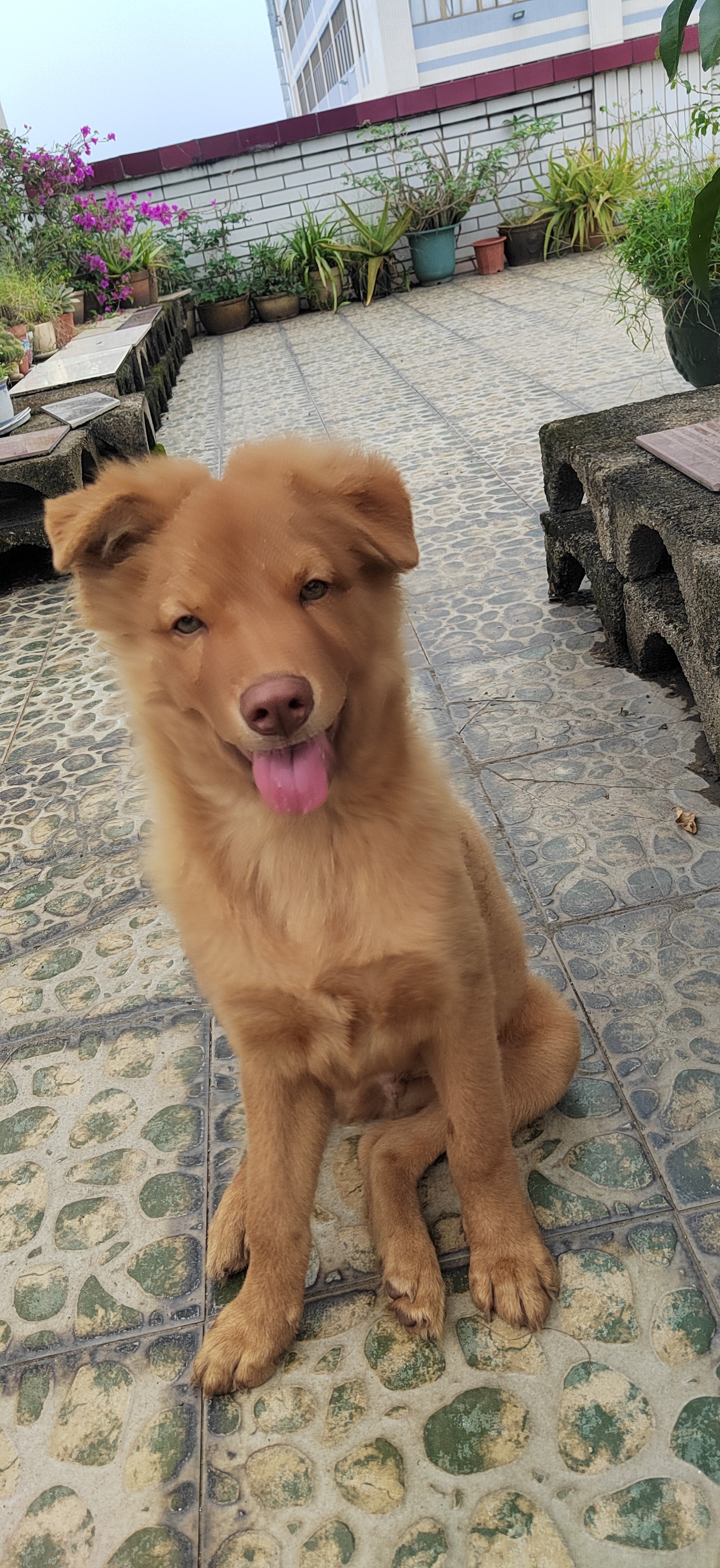 我家的金毛与土狗串串怎么样?很健康,别人家的金毛生的.