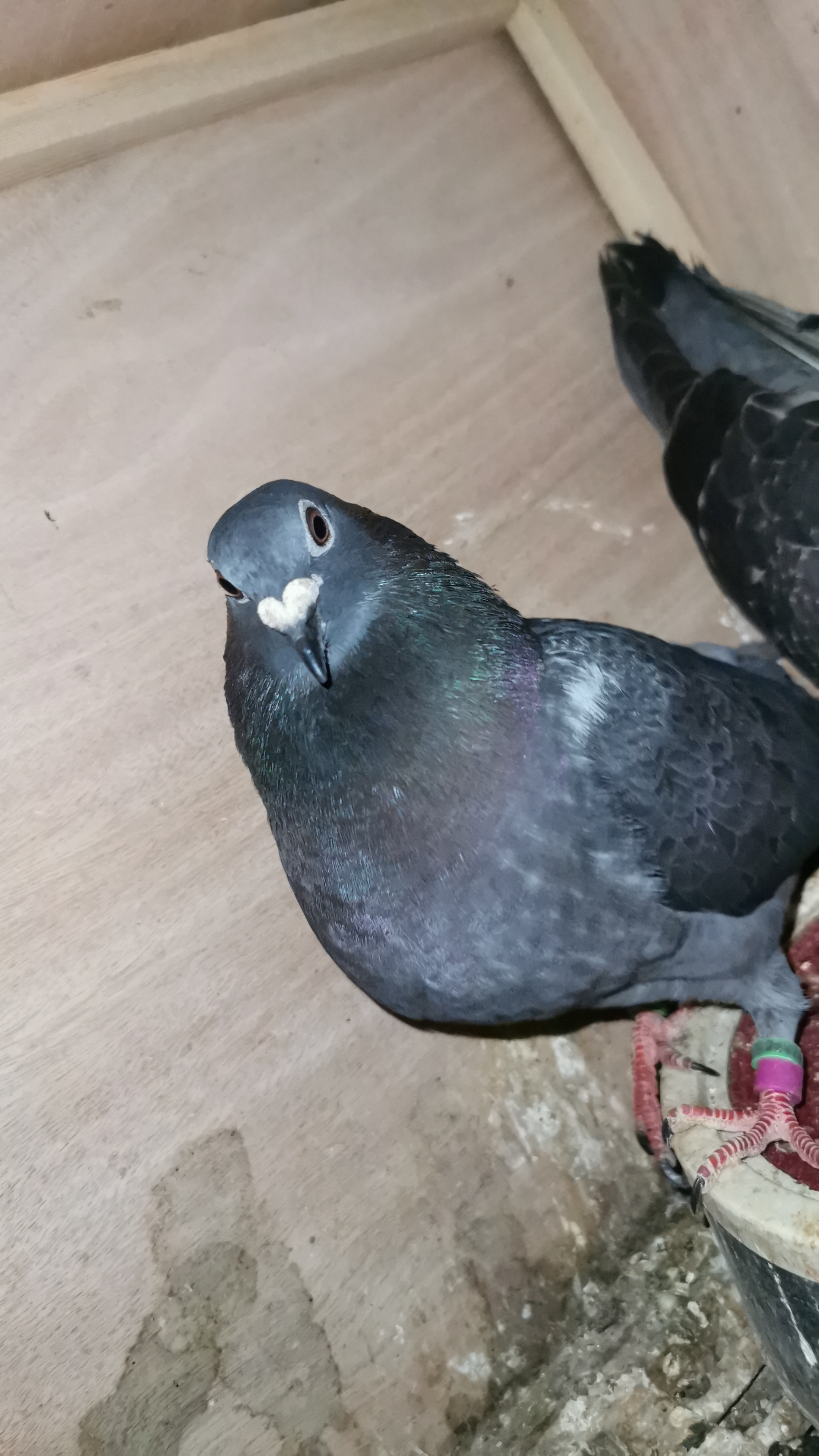 中国超远程赛鸽在短平快的赛制中还有意义吗?