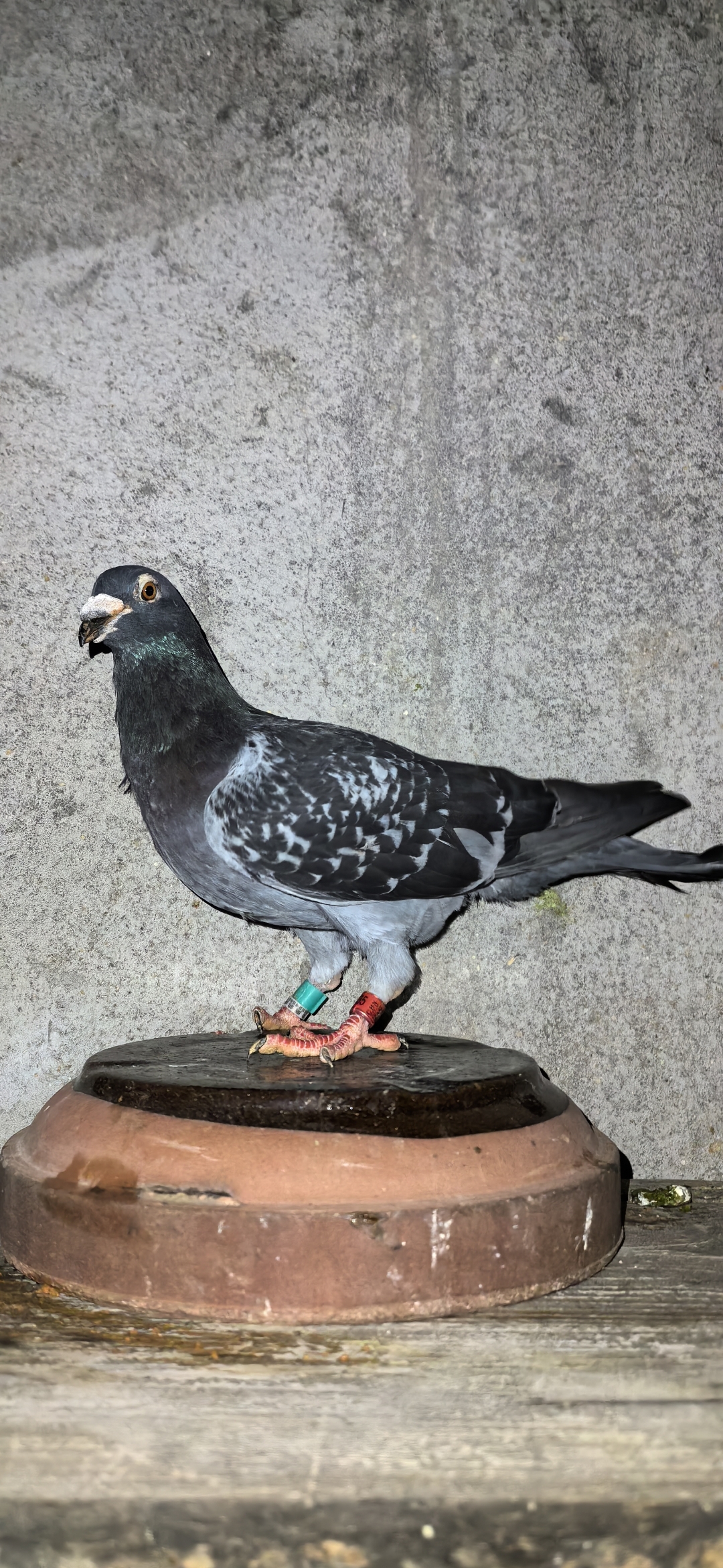 一百万个可能  #国血超远程赛鸽 #喜欢养鸽子的双击加关注  如果说