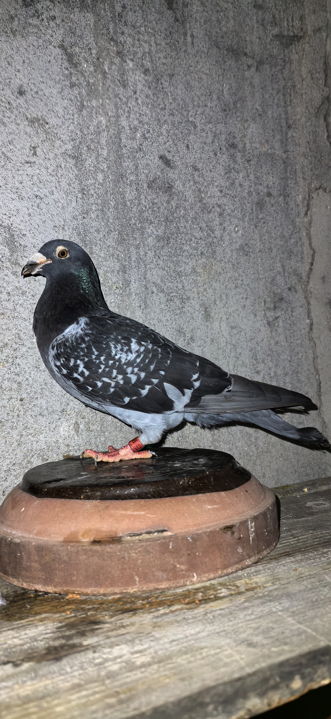 一百万个可能  #国血超远程赛鸽 #喜欢养鸽子的双击加关注  如果说