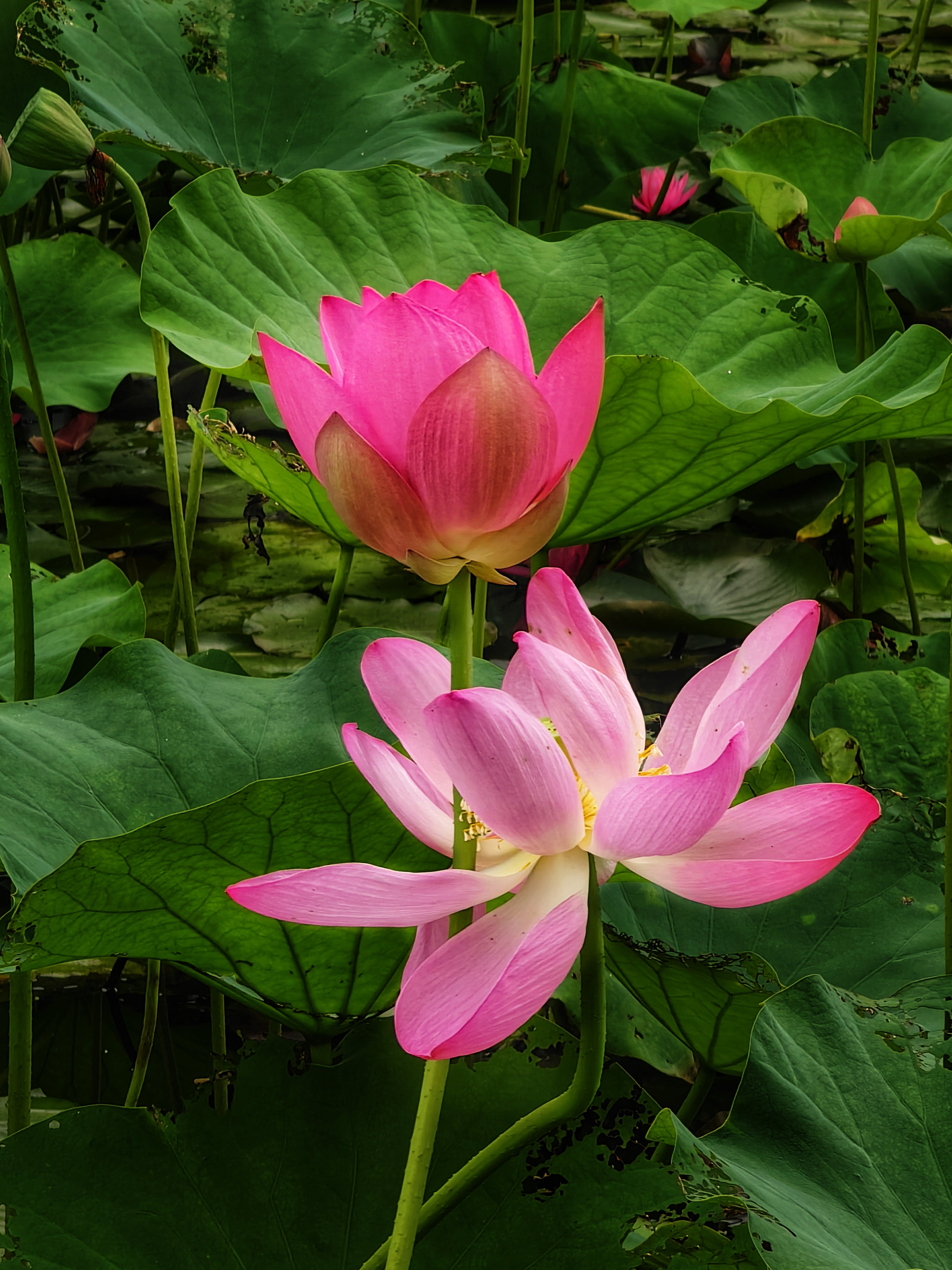 池塘荷花真实图片