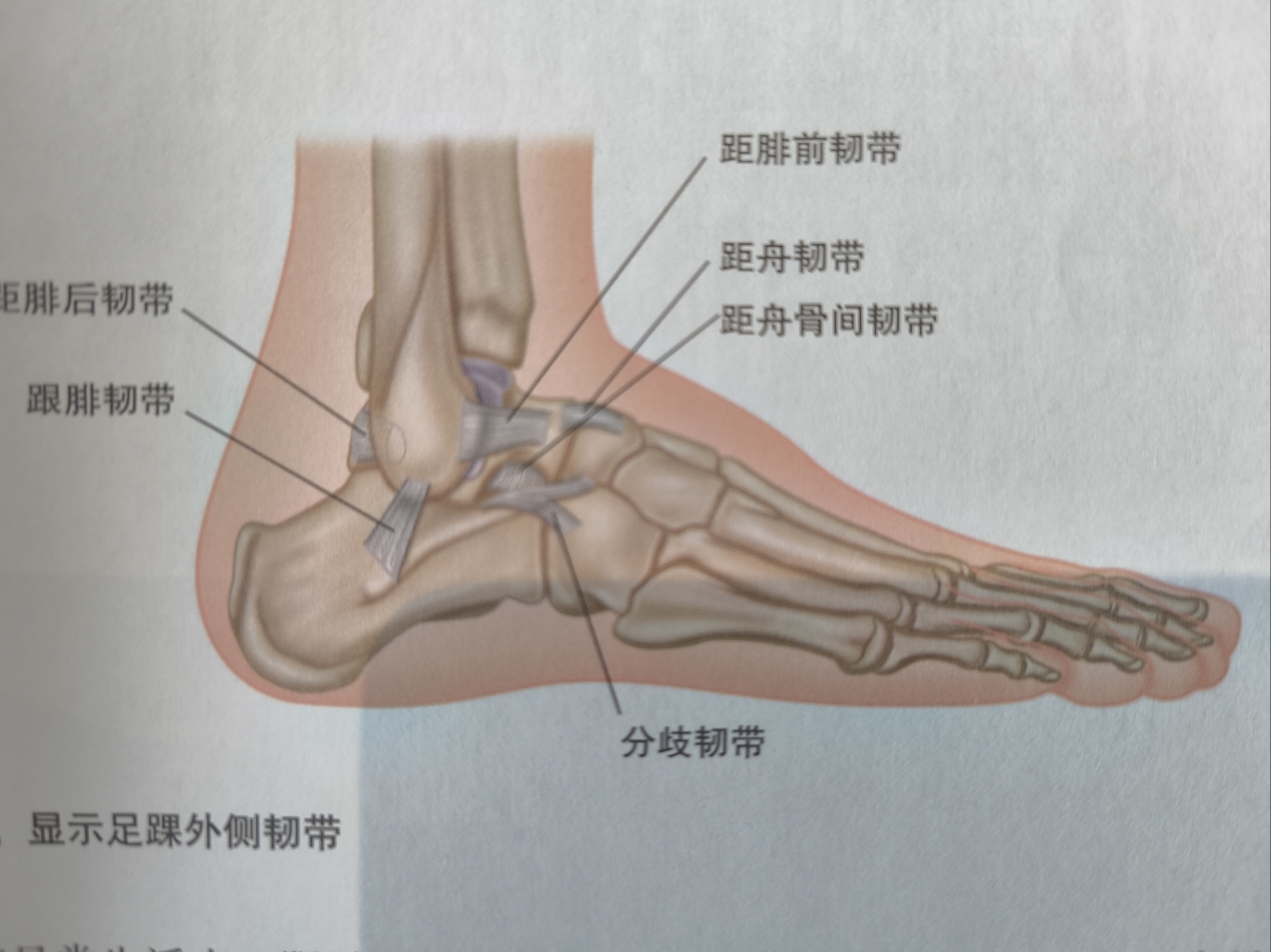 胫距关节面图片