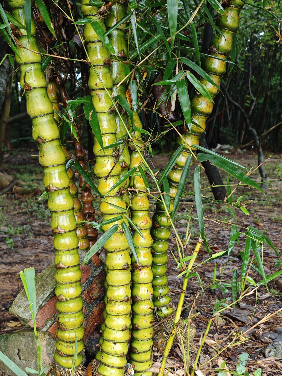河边游玩所遇,长势喜人,此竹看起来自身带有一种威严,如果养在自家