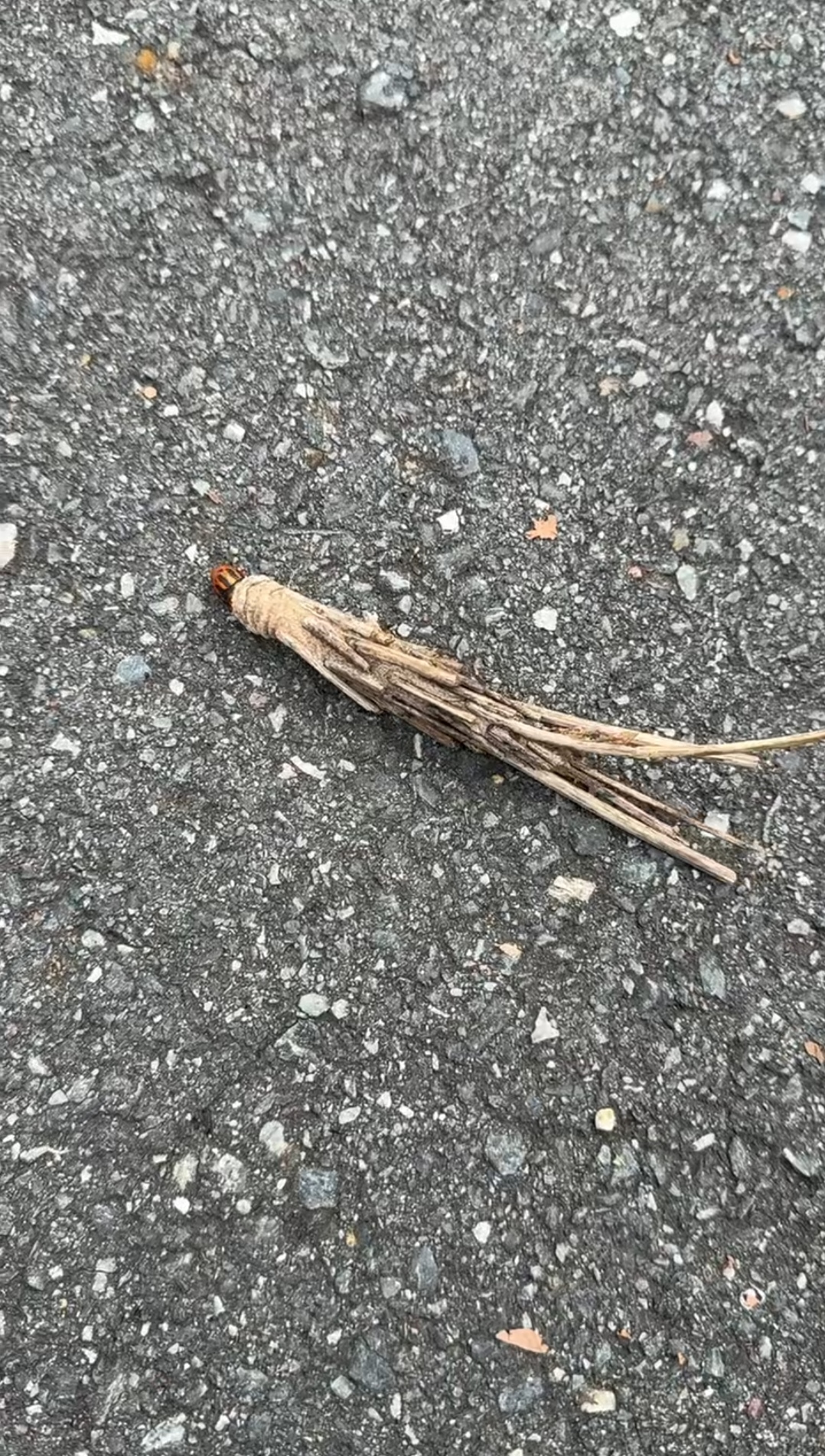 着看见有根树枝在地上爬行,诧异之下仔细看了看应该是只不知名的虫子