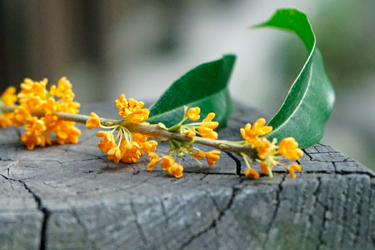 广东省花:木棉花 广西省花:桂花 海南省花:三角梅